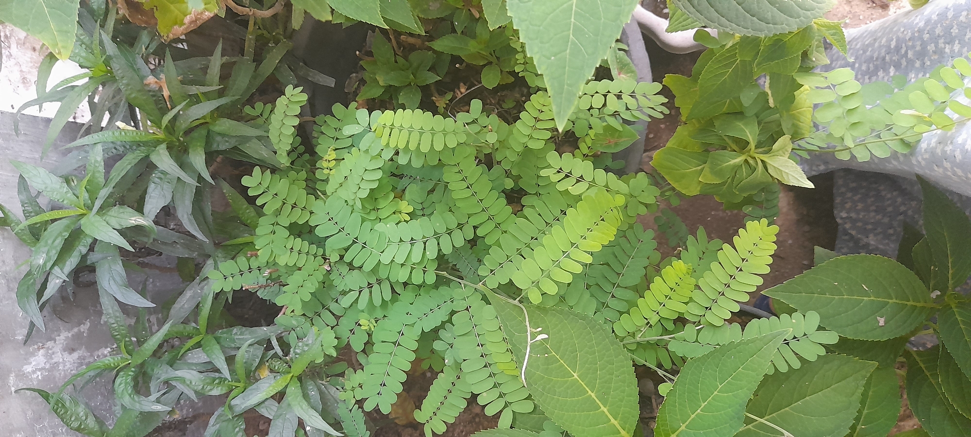 The image depicts a collection of plants in a garden setting in Buketteukuh, Indonesia. The predominant plant in the center features compound leaves with numerous small, rounded leaflets arranged along a central stem. This plant is surrounded by other leafy plants, including one with broad, veined leaves and another with lance-shaped leaves. The plants appear to be cultivated in a container setting, possibly a rooftop garden or a raised bed. A section of a gray textured surface is visible on the left, suggesting a concrete structure or a container material. The lighting indicates an outdoor environment.