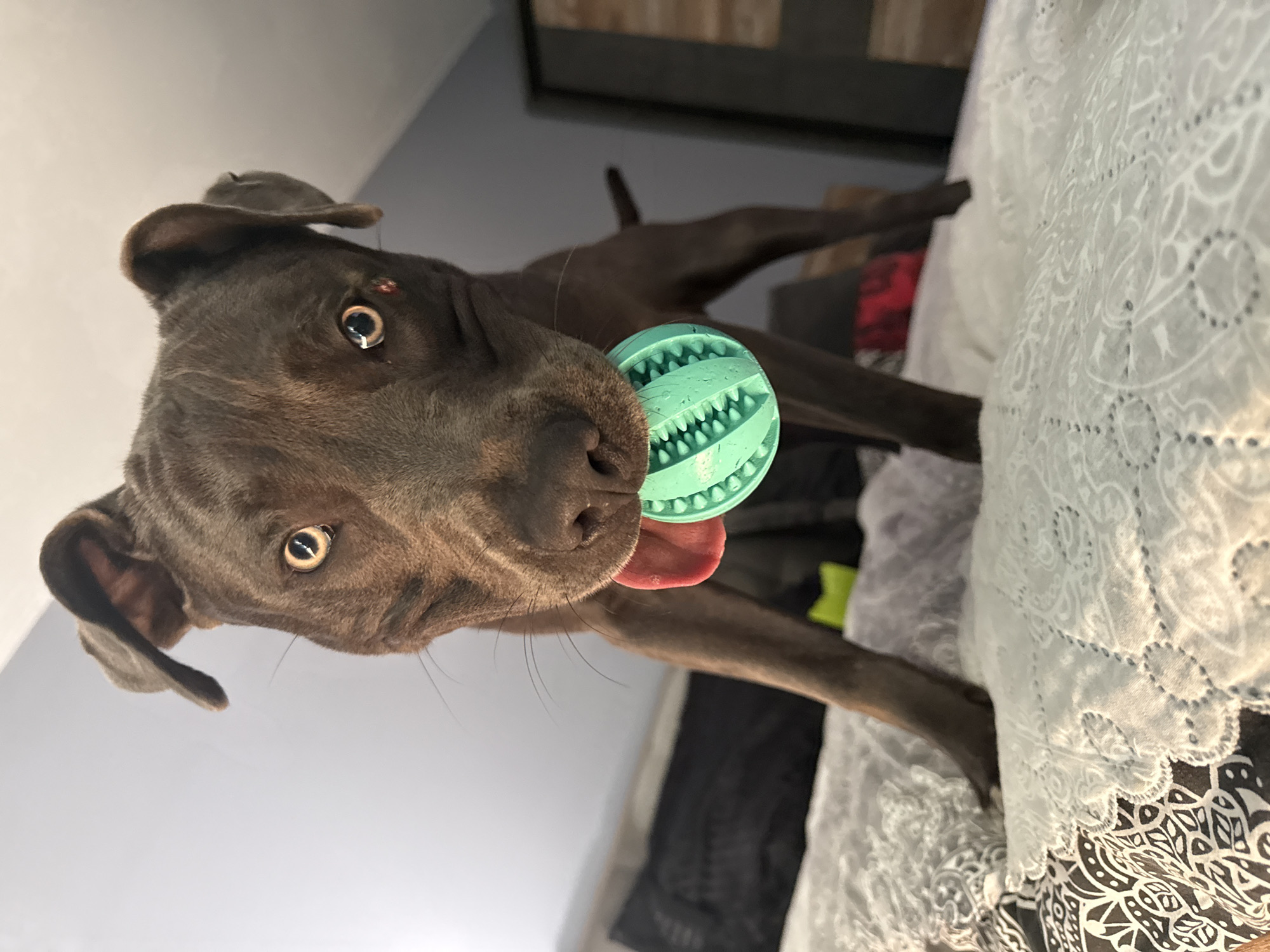A dark brown pit bull terrier is on a bed holding a teal-colored chew toy in its mouth. The dog is looking directly at the camera with its tongue slightly out. The bed has white and black patterned sheets. In the background, a gray wall and a dresser can be seen. The image was taken inside a room.