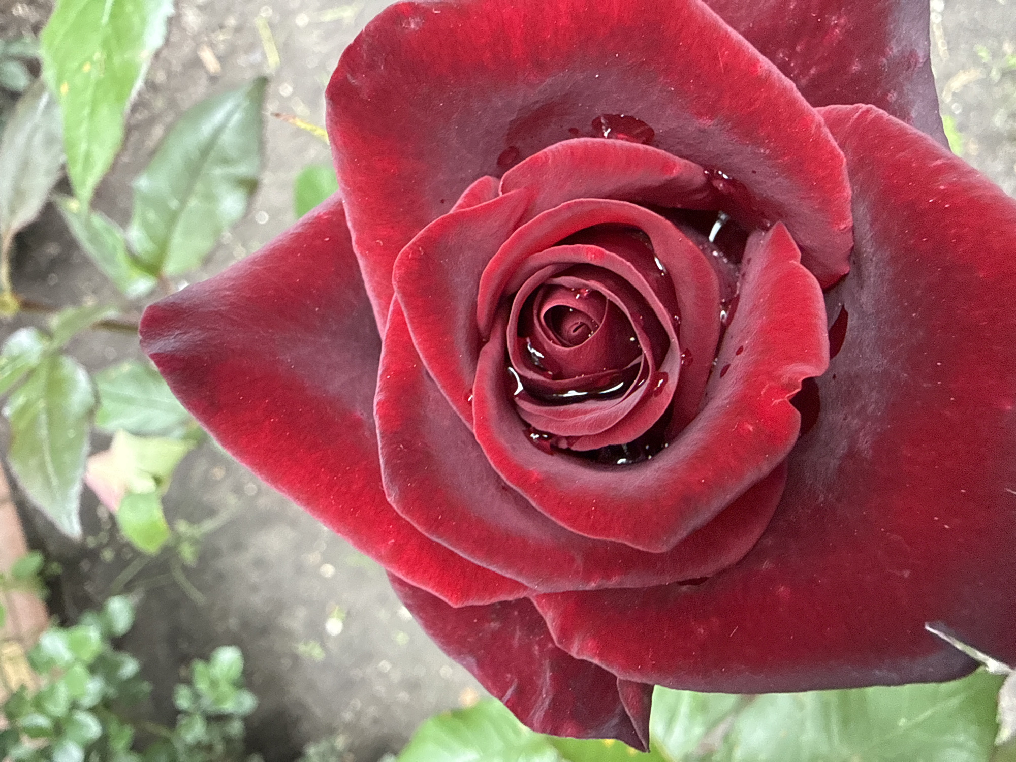 A close-up, eye-level shot captures a deep red rose in bloom, with velvety petals unfurling in a spiral pattern. Tiny water droplets glisten on the rose's surface. In the background, out of focus, are green leaves and dark soil, suggesting an outdoor garden setting. The image is not specific to any location in Vorzel, Ukraine.