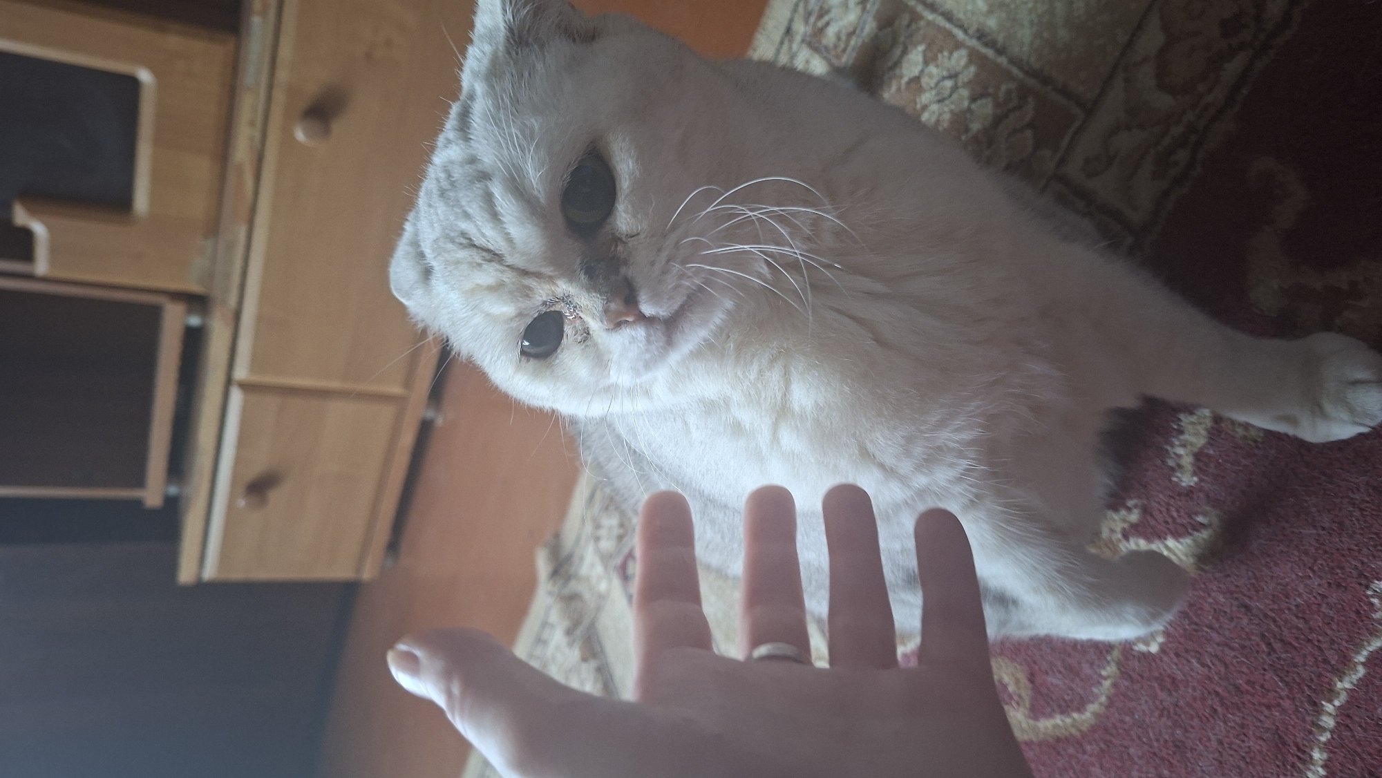 The image captures an indoor domestic scene located in Забалоцкі сельскі Савет, Belarus. A light-colored, short-haired cat, consistent with a Scottish Fold breed due to its folded ears, occupies the center-right of the frame, resting on a red carpet with light-colored intricate patterns. The cat possesses dark, prominent eyes with visible dark material accumulation around both orbits, particularly dense near the left eye (viewer's right). Its fur is predominantly white with subtle silver-grey tones, and white whiskers are distinct. A human left hand, wearing a silver-colored ring on the fourth digit, extends into the foreground from the left, with fingers slightly splayed towards the cat. The cat's head is oriented towards the hand, suggesting an ongoing or impending interaction. In the background, light-toned wooden furniture, appearing as a cabinet or dresser unit with multiple drawers and round wooden knobs, is visible. A dark wall segment is present behind the furniture on the left.