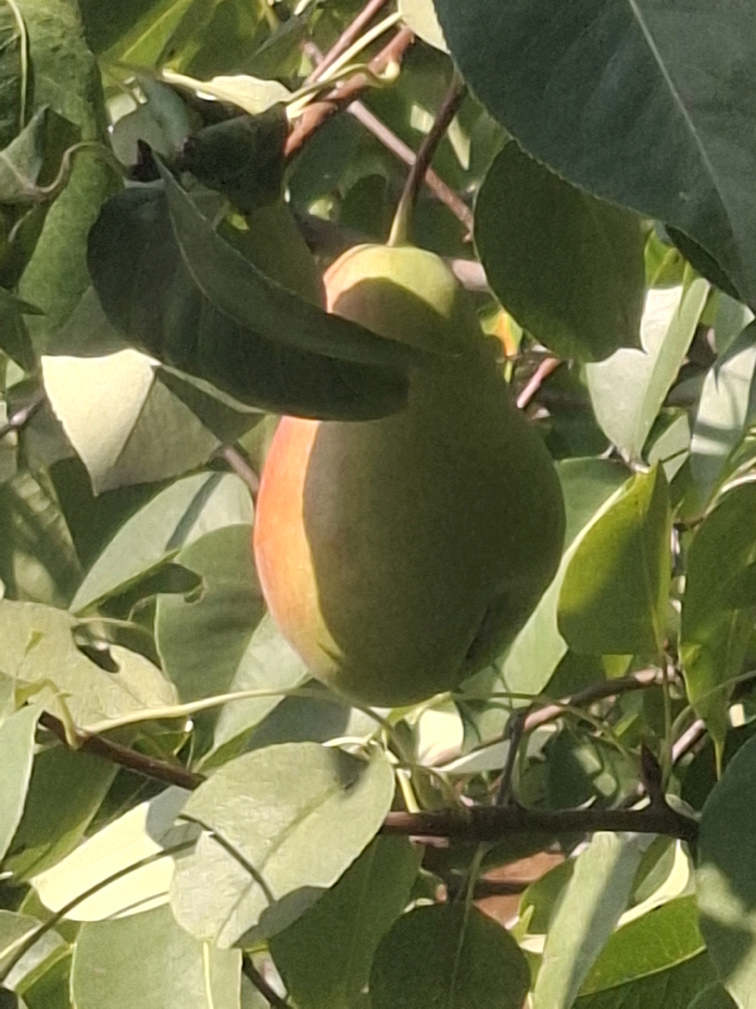 A close-up, eye-level shot captures a single, green pear with a blush of red on its right side, hanging from a tree branch amidst lush green leaves. The pear is the primary subject, positioned slightly to the right of the frame's center. Sunlight filters through the foliage, casting shadows and creating bright highlights on the leaves and the fruit. The background is filled with more leaves and branches, suggesting an outdoor setting in a park or garden. No people are visible. The scene is set in Almaty, Kazakhstan, a city known for its abundant green spaces and orchards, particularly during the late summer or early autumn when fruit ripens on the trees.
