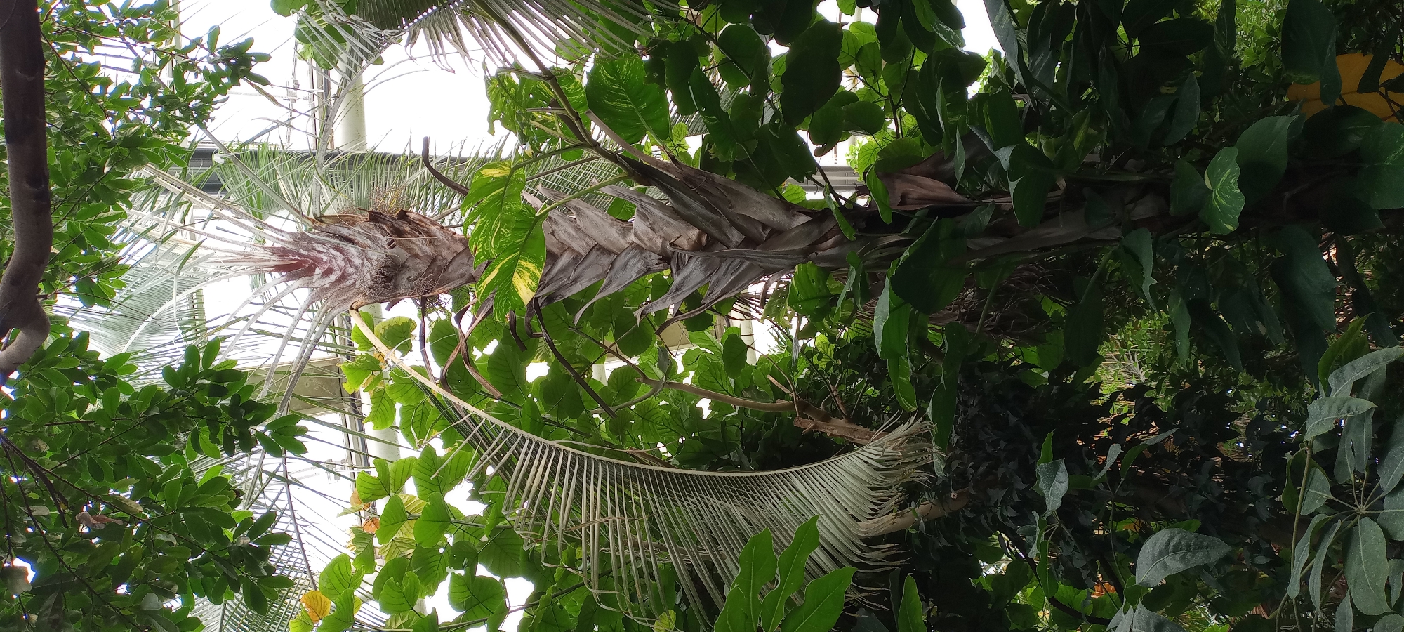 The image shows an interior view of a greenhouse, likely within the Nordsternpark in Gelsenkirchen, Germany. The central focus is a tall, thick-trunked palm tree with a dry, fibrous appearance. Its fronds are sparse at the top, with one large, desiccated frond dramatically drooping to the left, its individual leaflets thin and dry. The palm is surrounded by abundant, lush green foliage from other plants. The leaves are large and varied in shape, some with a glossy finish, others appearing more matte. In the background, the translucent roof of the greenhouse is visible, allowing bright, diffused light to filter through. The overall impression is one of a humid, tropical environment contained within an artificial structure. There are no people or animals visible in the image.