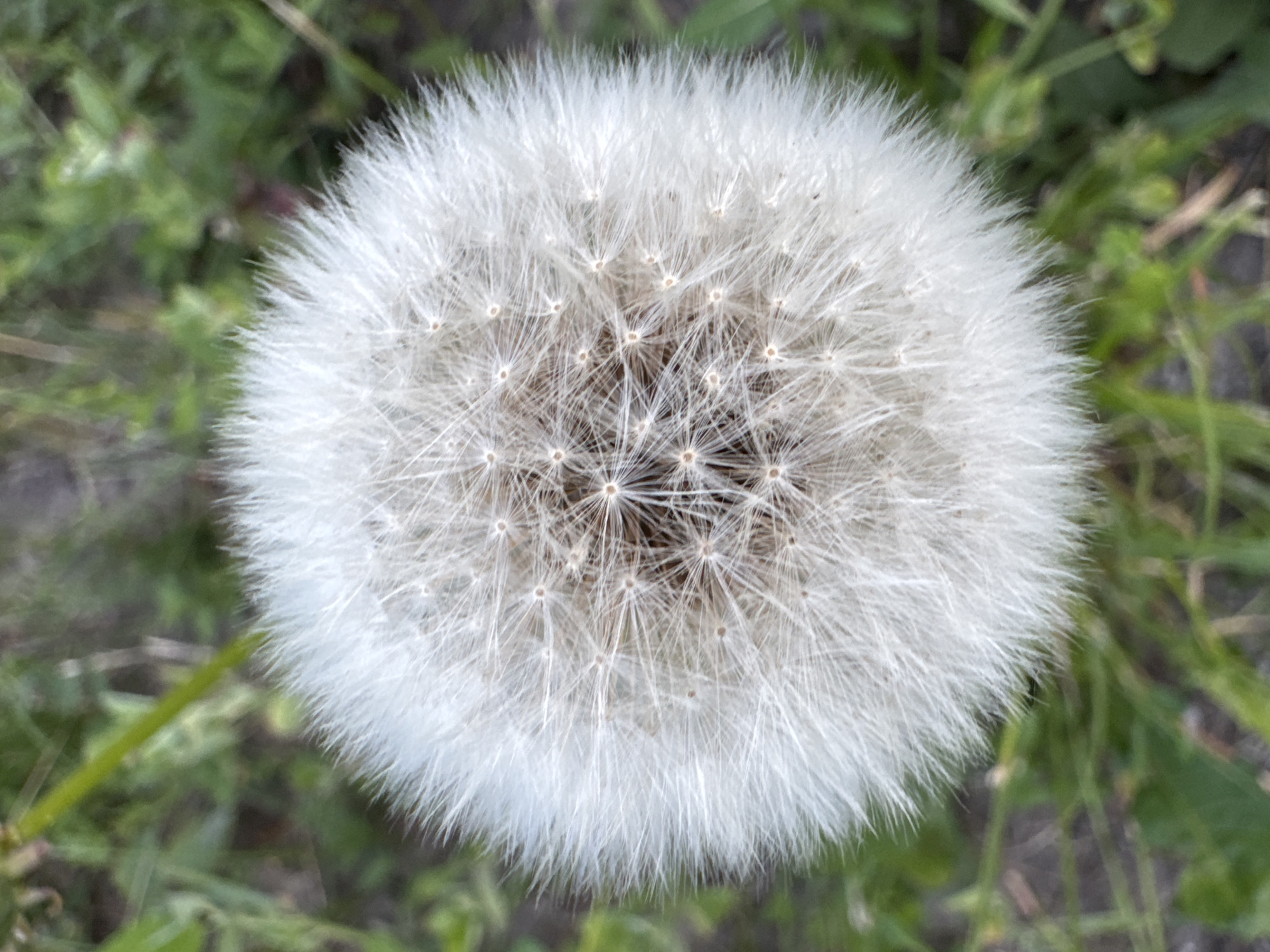 A close-up, top-down shot captures a mature dandelion seed head, characterized by its spherical shape and abundant white, feathery pappi. The seeds are tightly packed, with individual seeds featuring a stalk and parachute-like structure visible at the center. The background is a soft blur of green vegetation, suggesting an outdoor environment. The lighting is natural, and the focus is sharp on the dandelion. This image was taken in the city of Strășeni, Moldova.