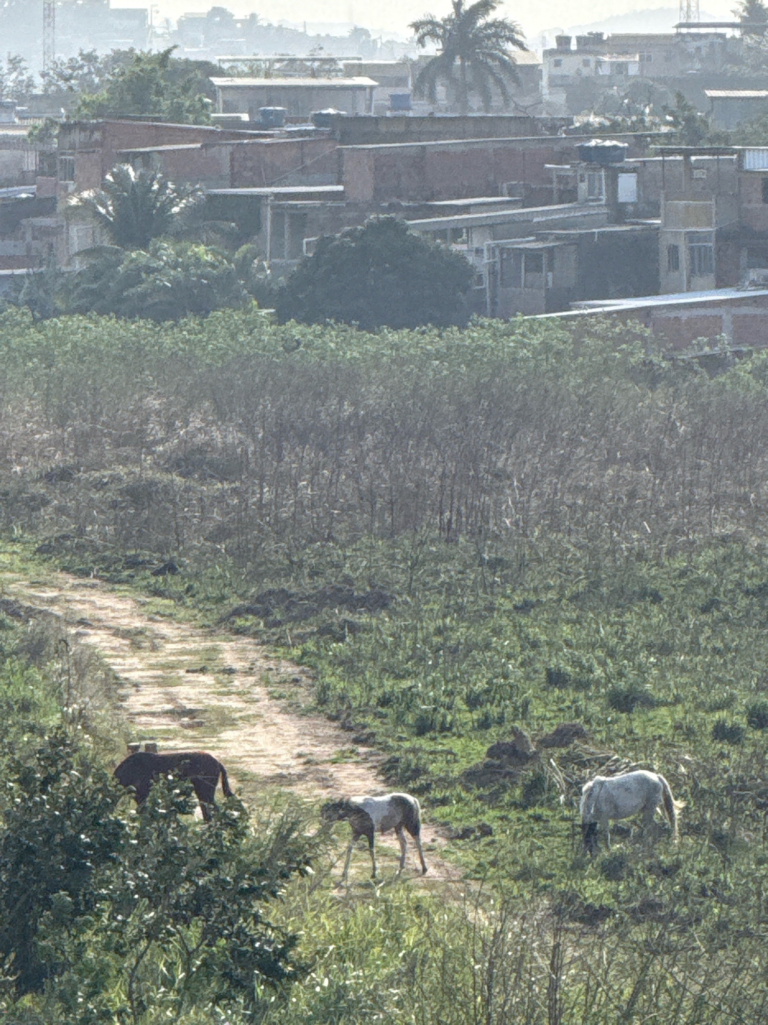 A distant, elevated view captures a rural-urban fringe in Rio de Janeiro, Brazil. In the foreground, a dirt path winds through green foliage. Three horses are visible in the midground: a dark brown horse on the left, facing left and partially obscured by a bush; a lighter colored horse with dark spots in the center, standing with its head down; and a white horse on the right, grazing. In the background, a dense collection of buildings, characteristic of a favela or informal settlement, extends across the landscape. The structures are predominantly concrete and brick, with varied rooflines and colors, interspersed with trees and vegetation. The overall atmosphere is hazy, suggesting a warm, possibly humid, day.
