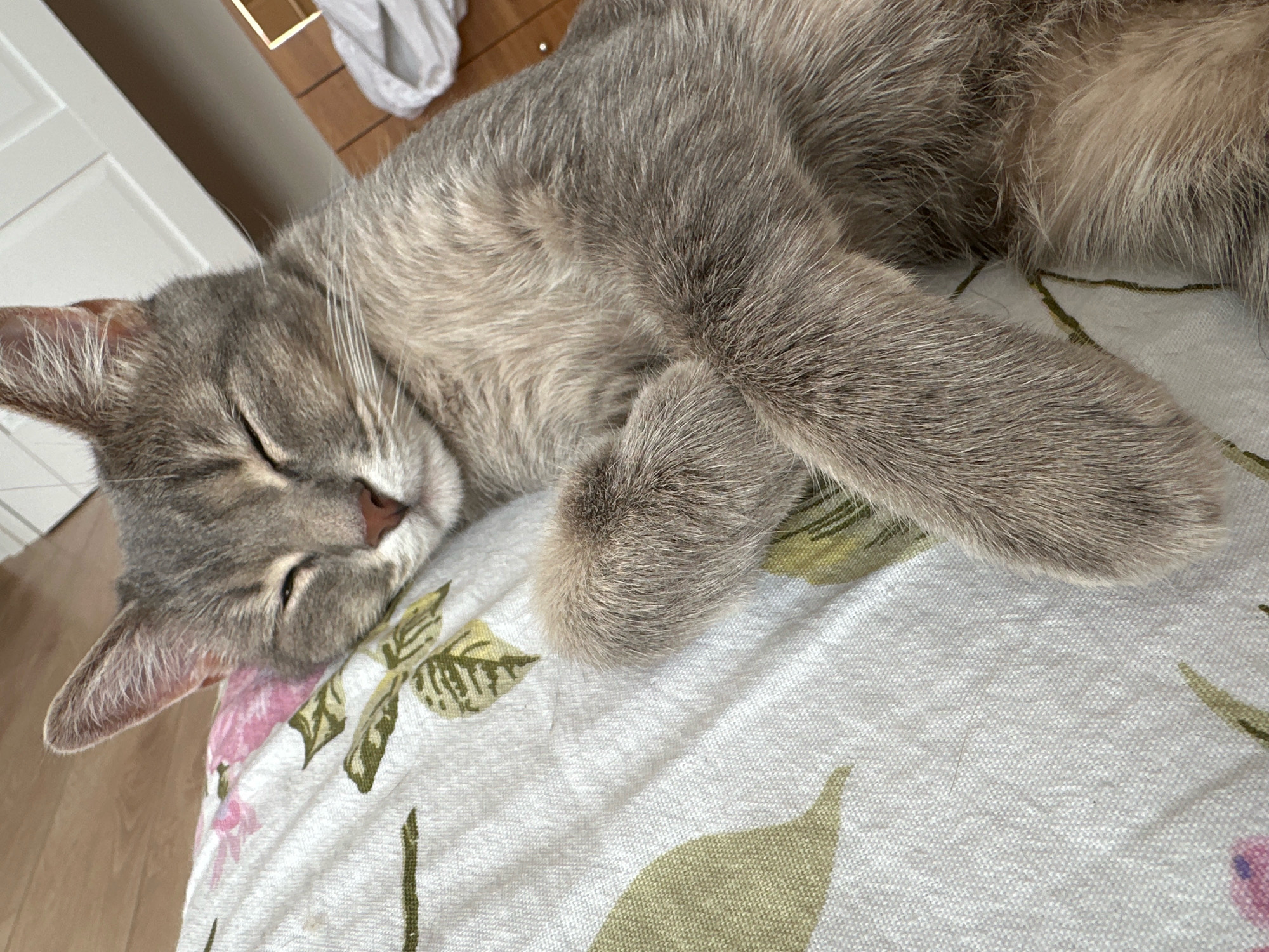 A close-up, eye-level shot shows a gray tabby cat sleeping on a white surface with a floral pattern. The cat's eyes are closed, its head is turned to the left, and its paws are tucked underneath its body. The cat's fur is short and sleek, with darker tabby markings on its face and body. The background is blurred, but it appears to be an indoor environment. There is no specific information available about the location in the city of Ptichye, Russia, as this is a general image of a cat.