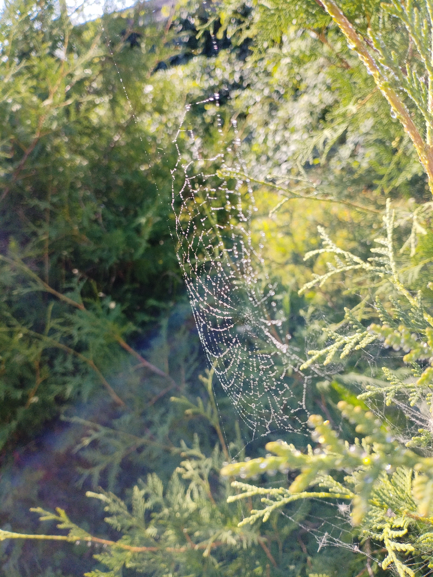 The image depicts a close-up view of a dew-covered spiderweb caught between branches of a green evergreen tree, likely a cedar or juniper, suggesting an outdoor environment. The spiderweb, glistening with numerous water droplets, is the primary focal point, exhibiting its intricate structure. The background is a blur of green foliage, with patches of sunlight filtering through, creating a bokeh effect. The scene appears to be set in the city of Bialynichy, Belarus, implied by the context provided. No people or animals are clearly visible, although a small spider may be present in the lower right portion of the image, clinging to its web. The lighting suggests it is daytime, possibly early morning due to the dew.