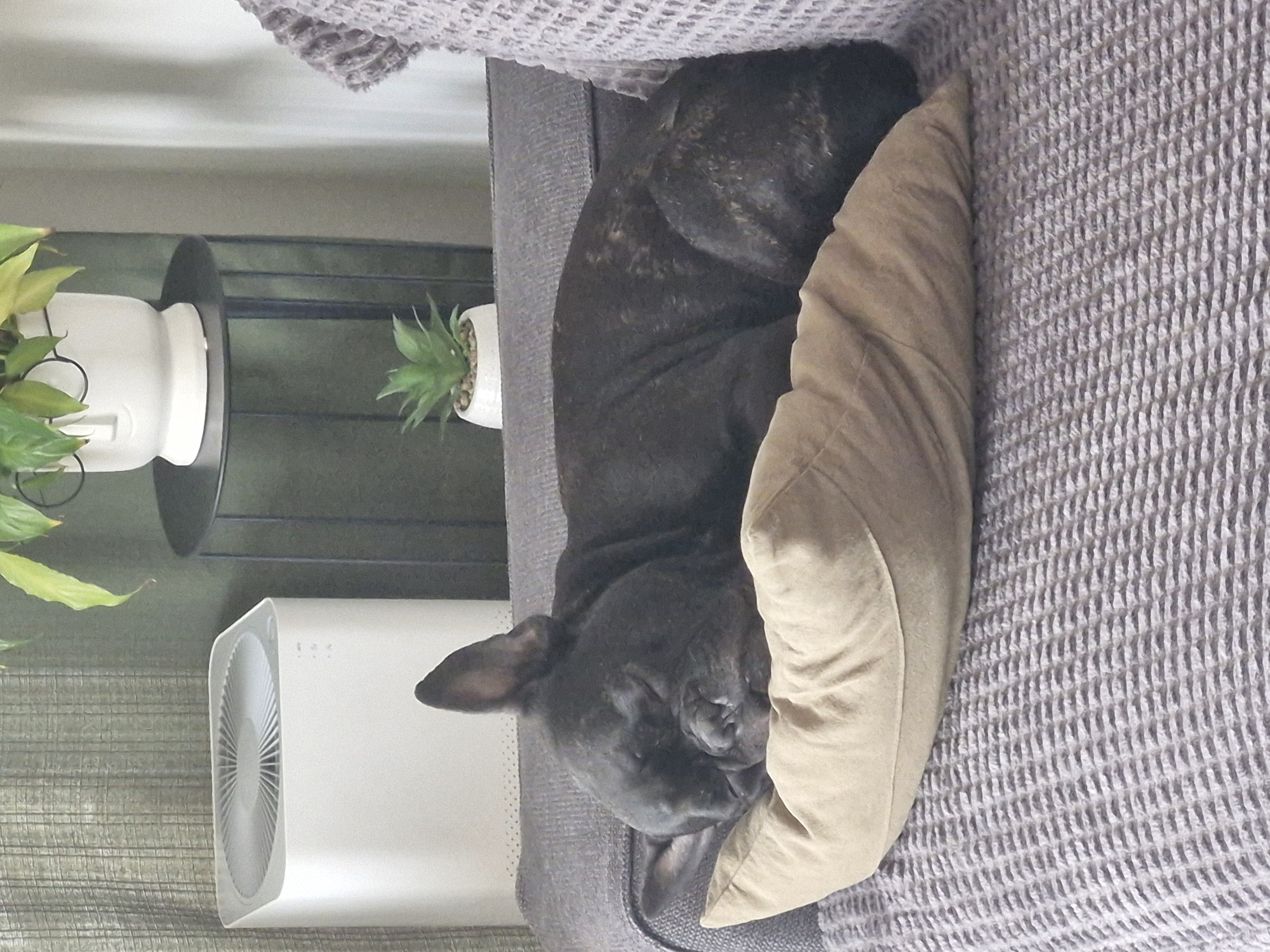 A brindle French bulldog is sleeping on a gray sofa with a beige pillow. A white air purifier and a black metal stand with two potted plants are in the background. The location is unknown, there are no characteristics in the image that place it in Plovdiv, Bulgaria or any other specific city.