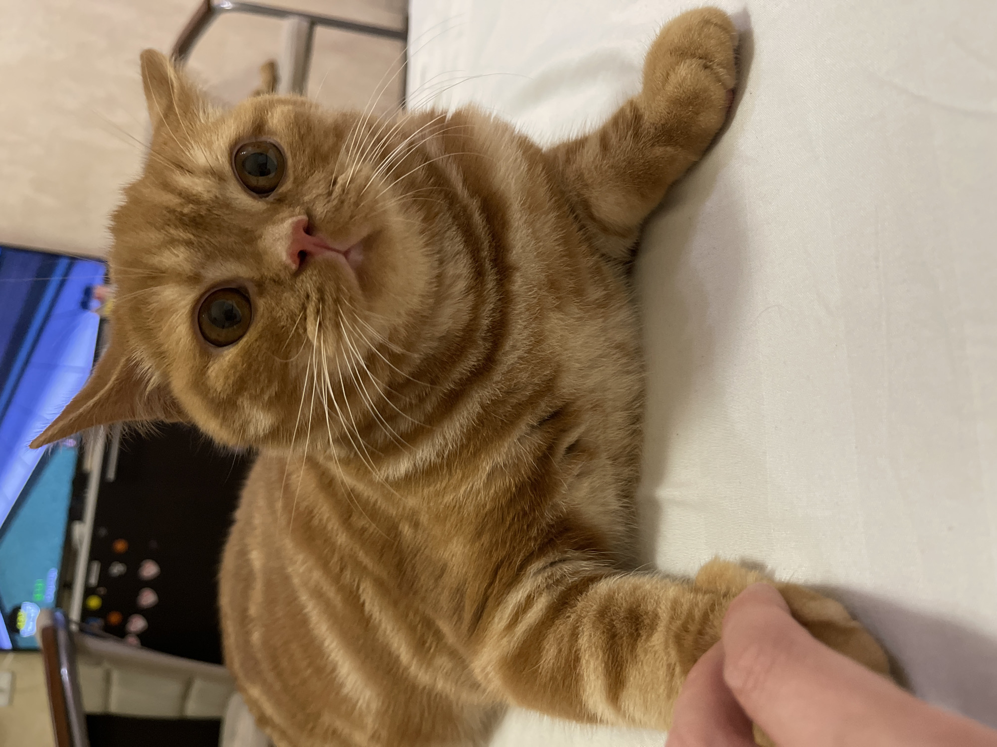 A ginger cat with large, round, brown eyes is lying on a white surface. The cat's fur is orange with dark stripes. A human hand is touching the cat's left paw. In the background, a television screen displays a colorful image, and a dark furniture piece is visible. The scene appears to be indoors, potentially in a residential setting. The location of Kommunarka, Russia is not discernible from the image.