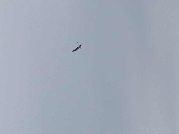 A single bird is captured mid-flight against a pale, overcast sky. The bird is dark in color, with its wings positioned in a V-shape. The bird is flying alone in the sky, with its wings spread out. The sky is a uniform color and provides a stark backdrop for the bird.