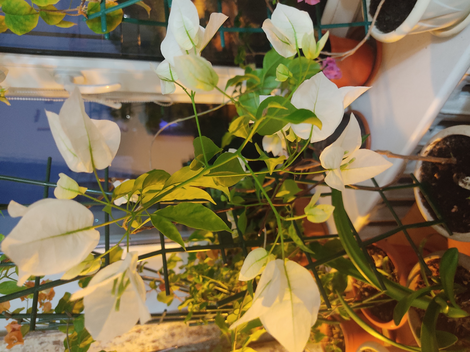 The image shows a close-up of a white bougainvillea plant, with bright white bracts surrounding small, inconspicuous flowers. The plant is supported by a green, plastic-coated wire trellis, and several potted plants are visible in the background, suggesting an indoor or balcony setting. The lighting appears to be artificial and warm.