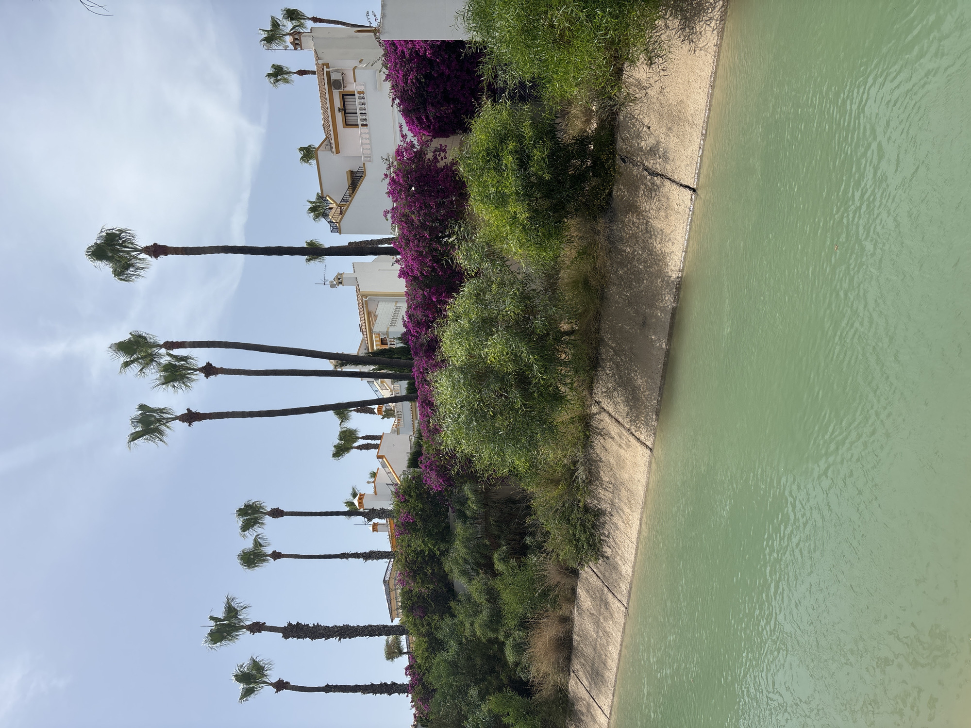 The image depicts a serene waterside scene, likely in Orihuela, Spain, given the provided context. Tall palm trees with lush green fronds dominate the left side of the frame, their trunks reaching towards a clear, pale blue sky. Behind the palm trees, white buildings with terracotta-tiled roofs are visible, suggesting a residential or resort area. Bright purple bougainvillea flowers cascade over some of the buildings and surrounding greenery, adding a vibrant splash of color.
The right side of the image features a tranquil body of water, its surface rippling gently. The water is a pale, greenish hue, hinting at its depth or perhaps the presence of algae. A concrete embankment runs along the edge of the water, separating it from the vegetation and buildings. The embankment is textured and shows signs of wear, with a distinct crack visible in the lower portion of the image. Shadows are cast from the trees and vegetation onto the embankment, indicating the time of day is likely midday or late afternoon, with the sun positioned at an angle.
The overall atmosphere is peaceful and tropical, evoking a sense of relaxation and vacation. There are no people or overt activities visible, making the scene feel quiet and still. The weather appears to be clear and sunny, typical of a Mediterranean climate. No text is discernible within the image.