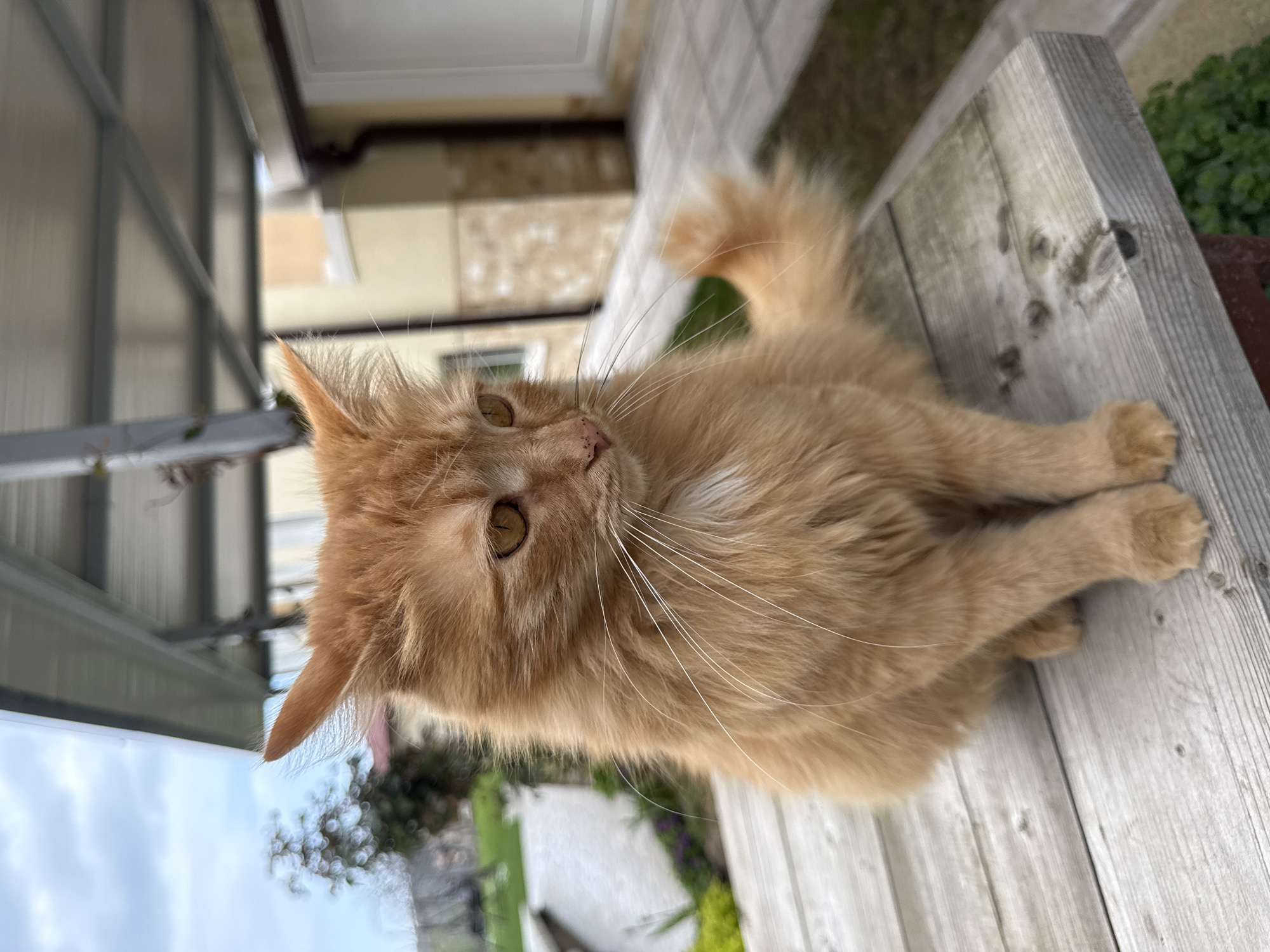 A medium shot depicts an orange cat lying on a gray wooden bench. The cat is facing left with its head turned towards the viewer. Its front paws are crossed. The background includes a partially visible building with a beige facade and a white window frame. A gray metal structure is visible above the building. In the distance, there is some greenery and foliage. Based on provided context this scene is located in the city of Berkovitsa, Bulgaria.