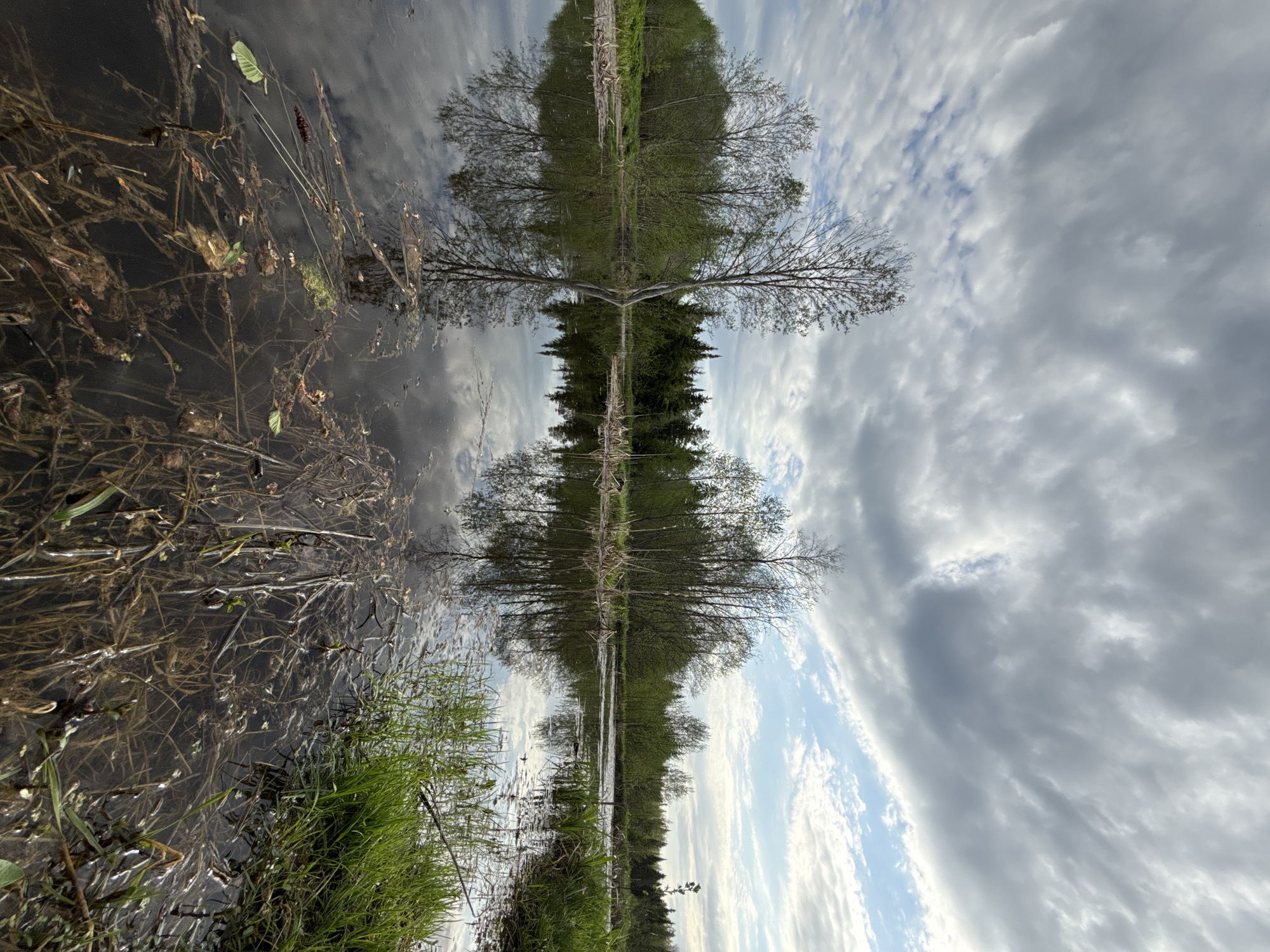 The image depicts a distorted view of a landscape, likely a reflection in water. The top portion features what appears to be a dense tree line or forest reflected, with a sky above filled with clouds and patches of blue. The lower section shows the actual shoreline with vegetation including grass and aquatic plants submerged in the water. The image orientation is rotated by 90 degrees. There is no information about people or activities, nor is there any evidence the location is Rysai, Russia.