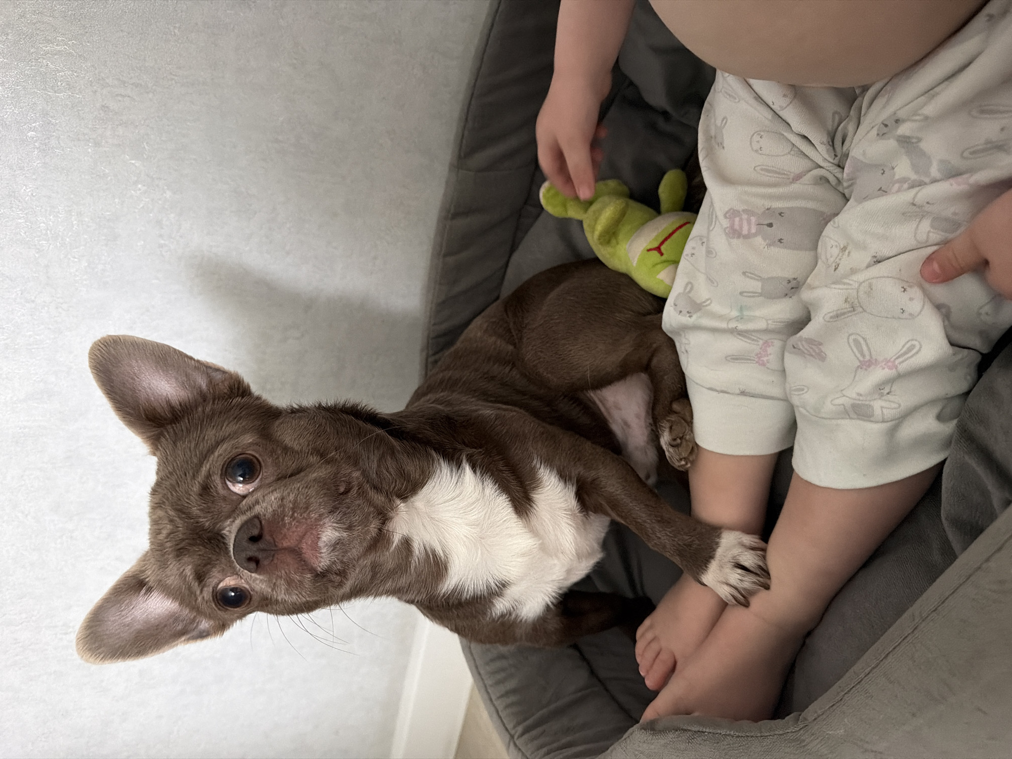 A brown and white Chihuahua dog is lying on a gray dog bed next to a young child who is wearing pajamas patterned with bunnies. A green frog stuffed toy is lying on the dog's back. The background is a white wall. The location is unknown and not necessarily in Votkinsk, Russia.