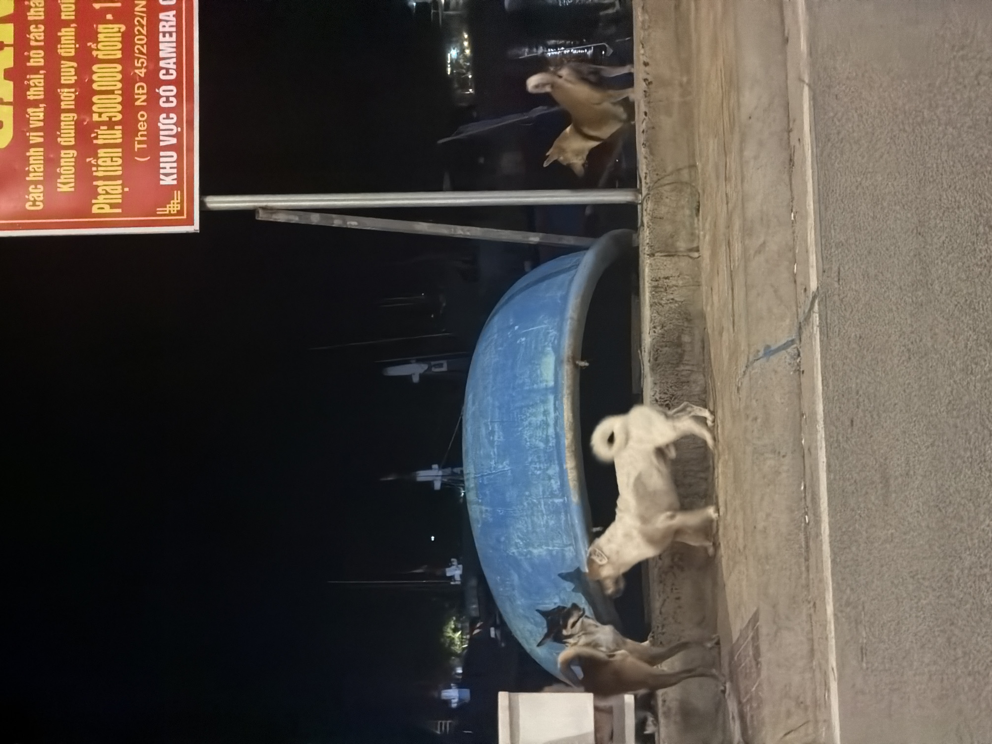 This nighttime scene in Ninh Chu Ward, Vietnam, captures a lively moment among several dogs near a large blue boat. At least five dogs are visible, varying in color from light brown and tan to darker shades. They appear active, with some blurred due to motion, suggesting they are playing or moving energetically. One light brown dog is positioned higher up, seemingly mid-jump, while others are closer to the ground, interacting.
A prominent blue, half-cylindrical object, resembling a traditional Vietnamese basket boat (thúng chai) or a section of a larger fishing vessel, lies horizontally in the middle ground. The dogs are situated on a concrete surface, likely a pier or paved area alongside the water. Distant artificial lights illuminate the dark background.
On the left side of the image, a red and white sign with Vietnamese text is clearly visible. The text warns against improper disposal of waste, stating: "Các hành vi vứt, thải, bỏ rác thải Không đúng nơi quy định" (Acts of discarding, throwing, abandoning trash not in accordance with regulations). It specifies a fine of "Phạt tiền từ: 500.000 đồng - 1" (Fine from: 500,000 VND - 1), referencing "(Theo NĐ 45/2022/N)" (According to Decree 45/2022). The sign also indicates that the area is monitored by cameras: "KHU VỰC CÓ CAMERA C" (Area with camera).