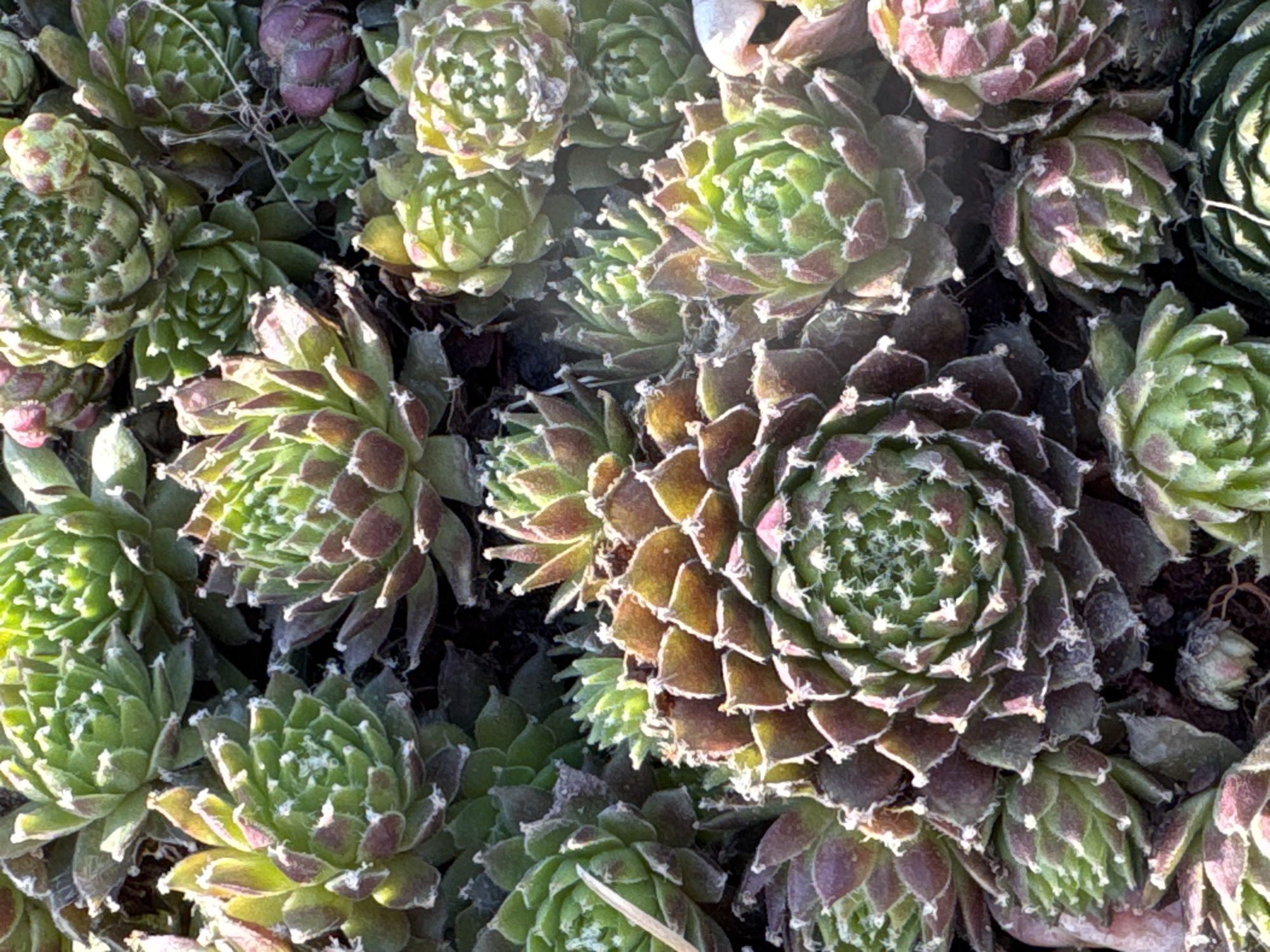 The image depicts a close-up view of a cluster of Sempervivum tectorum, also known as houseleeks or hens-and-chicks, with visible frost or ice crystals on the edges of the leaves. The rosettes of the succulents vary in size and color, ranging from green to brownish-purple. The background is composed of more succulents, creating a dense, textured scene. The exact location in the city of Chaikovsky, Russia, cannot be determined from the image alone.