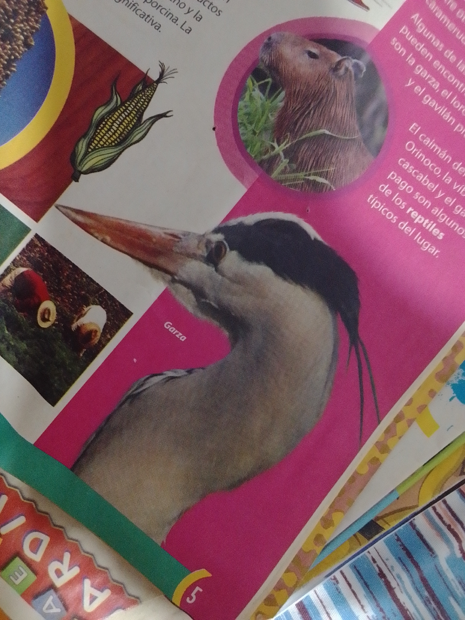 This image is a close-up of a page from a publication, likely a children's book or educational material, featuring illustrations and photographs of animals and plants. The page has a vibrant pink background.
In the center of the image is a large, detailed illustration of a grey heron's head and neck, with its long, pointed beak prominent. The word "Garza" (Spanish for heron) is printed in white on the pink background, pointing towards the illustration.
To the left of the heron, there is an illustration of a single ear of corn with green husks. Below the corn illustration, there is a small photograph showing what appears to be two red mushrooms with white dots and a white object with a yellow center, possibly some kind of fruit or fungus, on a grassy surface.
In the upper right quadrant of the image, there is a circular inset photograph of a capybara, a large rodent, with its fur visible and some green grass around it.
Text is visible in Spanish on the pink background, with some of the phrases including "caramuerzos," "Algunas de las," "son la garza, el loro," "y el gavilán prieto," "El caimán del Orinoco, la víbora," "cascabel y el gar," "pago son algunos," and "de los reptiles típicos del lugar."
Along the bottom left edge, there is a portion of a decorative border with colorful letters, including "A," "R," and "D," and a number "5" is visible in a yellow circle on the lower right edge. The overall impression is one of an educational display about Venezuelan wildlife and flora. The image does not depict the city of La Tagua, Venezuela, or any specific urban environment.