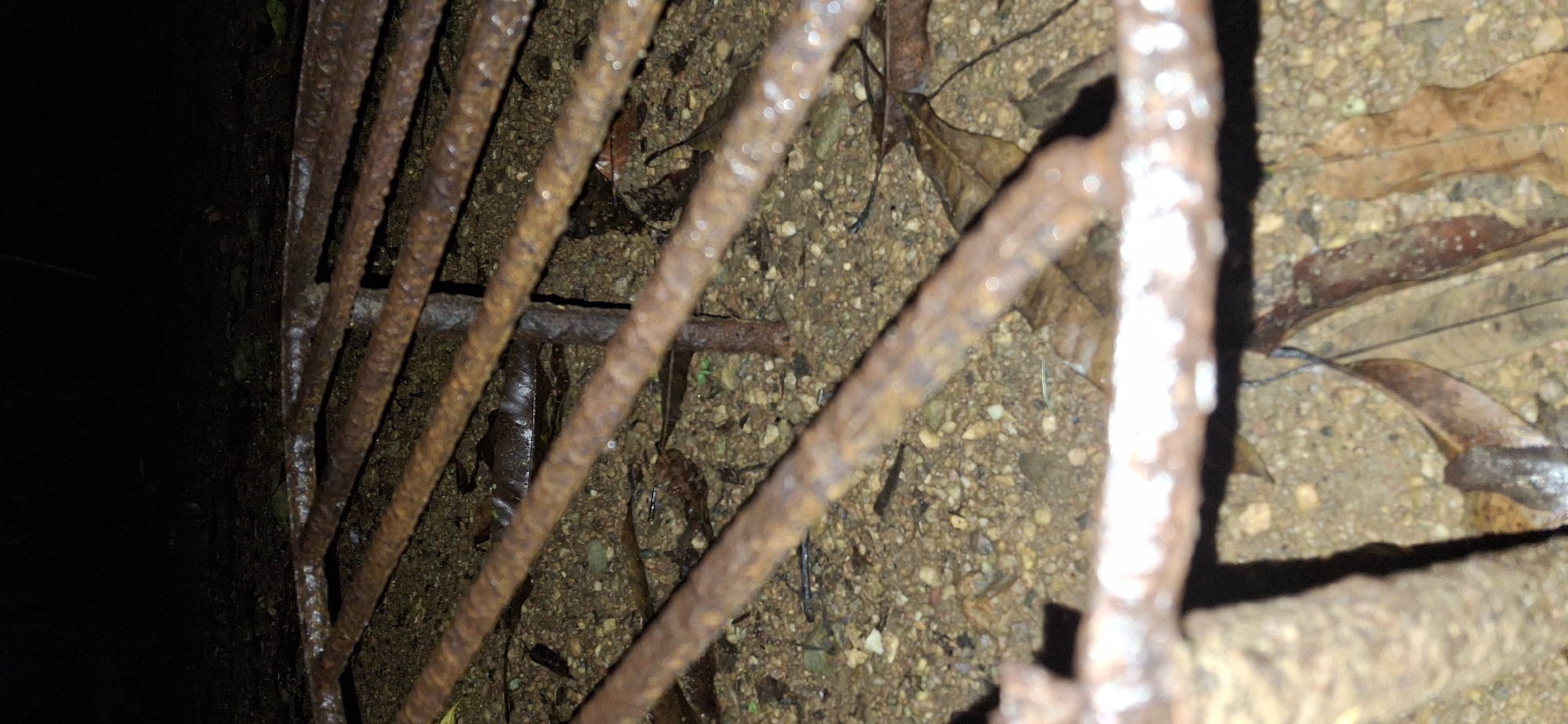 The image shows a close-up, low-angle view of a rusted metal grate lying on the ground. The grate consists of parallel bars that extend from the foreground into the background. The ground beneath the grate is covered with small pebbles, dirt, and scattered fallen leaves, suggesting an outdoor environment, possibly in a wooded or unmaintained area. The lighting is dim, indicating it might be nighttime or a very shaded location. There is a central vertical support for the grate. No people or animals are visible. The scene is located in Vallecito, Venezuela.