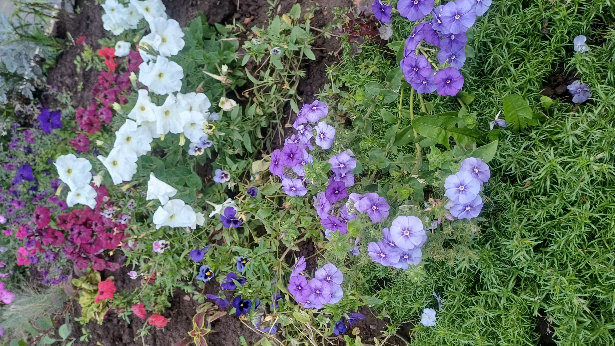 This is a close-up, eye-level shot of a flower bed in a city park in Izhevsk, Russia. The foreground is filled with lush green, needle-like foliage. Scattered throughout the foliage are clusters of small, star-shaped flowers in various shades of purple and lavender. In the mid-ground, a dense arrangement of larger, white petunias with yellow centers dominates the scene, interspersed with dark pink and deep purple petunias. A few small, dark purple pansies with yellow and white markings are also visible among the white petunias. The background shows more of the park's flora, including darker foliage and soil. The lighting suggests it is daytime, with soft, natural light illuminating the flowers.