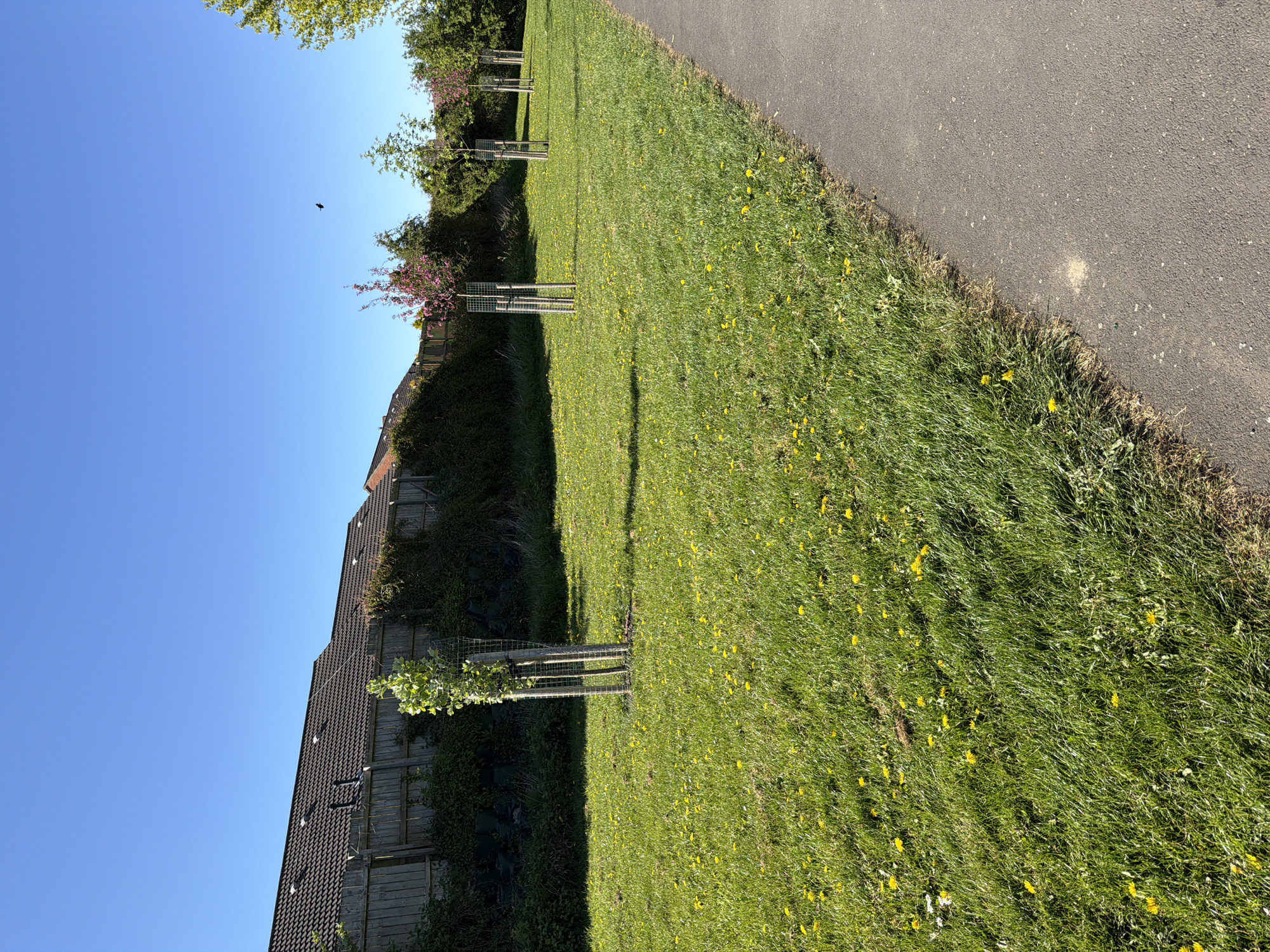 The image presents a vibrant, sunny outdoor scene in Bearpark, United Kingdom, characterized by a wide expanse of green grass alongside a paved path, all under a clear blue sky.
The foreground is dominated by a lush, well-maintained lawn abundantly covered with bright yellow dandelions. A dark, asphalt pathway runs along the right edge of the frame, providing a clear boundary between the grass and the unseen area beyond.
Several young trees are visible, each protected by a tall, square metal cage, planted at regular intervals within the grassy area. Further back, mature trees and dense green shrubbery, some bearing pink blossoms, create a natural backdrop. On the far left, partially obscured by foliage and a fence, are the dark-tiled roofs and upper sections of residential buildings.
The sky is a brilliant, cloudless blue, indicating clear weather. A small, dark bird is captured in flight in the upper left portion of the sky. The strong, direct sunlight casts distinct shadows, suggesting the photograph was taken on a bright day, likely in the morning or early afternoon. The scene evokes a sense of peace and natural beauty in a residential or park setting. There is no visible text in the image.