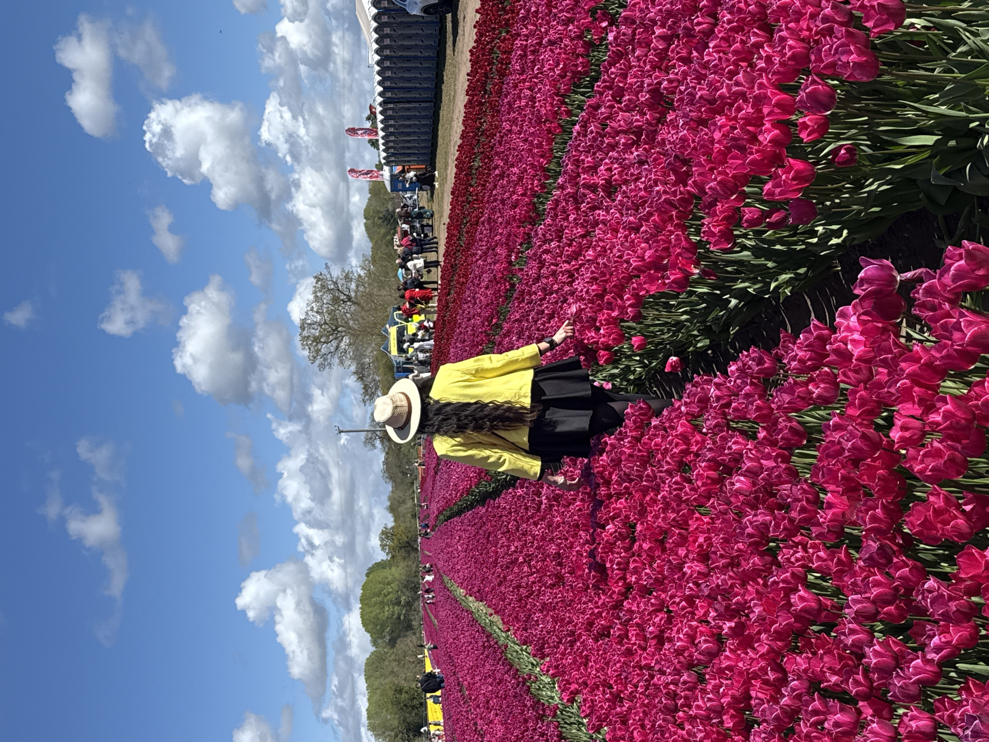 An outdoor scene captured in King's Lynn and West Norfolk, United Kingdom, displays a vast field of vibrant magenta tulips under a bright blue sky filled with scattered white clouds. The image is oriented vertically, showing rows of tightly packed, brilliantly colored tulips stretching from the foreground towards the distant horizon.
In the immediate foreground, facing away from the camera, is a person wearing a bright yellow long-sleeved jacket, a black skirt, and a straw hat. Their long, dark hair cascades down their back. The person is extending their right arm slightly, appearing to gently touch or admire one of the magenta tulips.
Further back, the extensive tulip field continues, with paths or gaps between some rows. In the mid-ground and background, numerous other people are visible, walking along the paths or gathered near some white and blue portable structures, possibly portable toilets or vendor stalls, which line the edge of the field. A line of trees and more people can be seen in the distance, suggesting a large public event or a popular tourist attraction. Two decorative flags with a red and white pattern are also visible near the portable structures. The overall impression is of a sunny day at a blooming tulip festival or commercial tulip farm. No discernible text is visible.