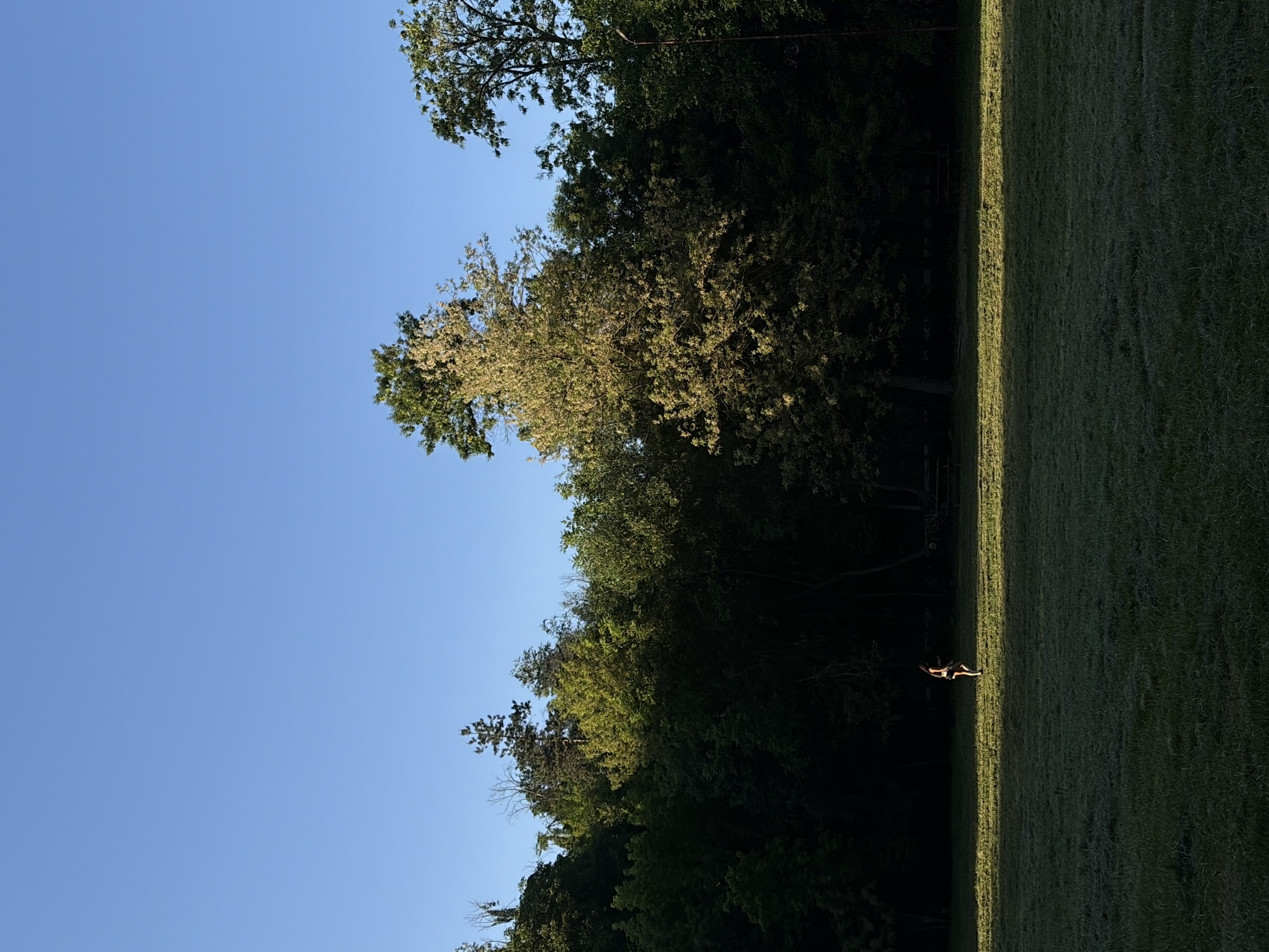 The image depicts a landscape with a clear blue sky above a line of trees on the left. To the right of the trees is a field of green grass, with sunlight illuminating a strip running along the border of the trees. A small figure, potentially a person or animal, is visible within the strip of light on the grass. The location is unknown.