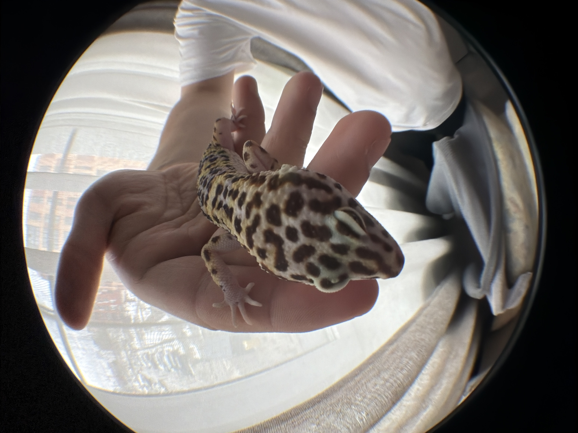 A leopard gecko is held in a person's hand. The gecko is predominantly beige with dark brown spots. The person's hand is fair-skinned. The background includes white fabric and a window. There is no indication of Izhevsk, Russia.