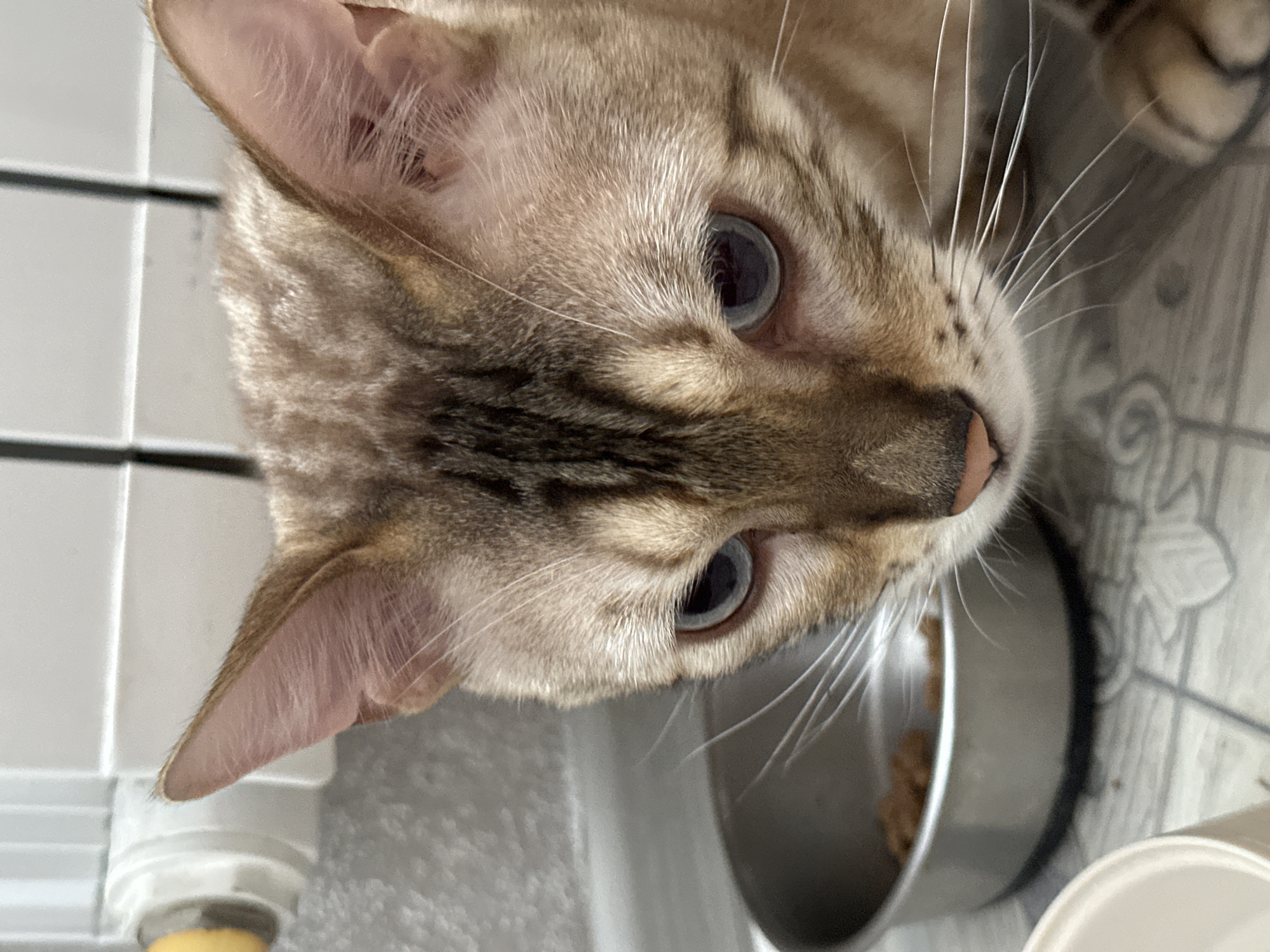 A close-up, eye-level shot shows the face of a Bengal cat with light brown fur and distinctive dark markings, looking down. The cat's blue eyes are prominent. In the background, a stainless steel food bowl with kibble is visible on a tiled floor. To the left, part of a white radiator with a yellow knob can be seen, suggesting an indoor setting, likely a home in Energetik, Russia.