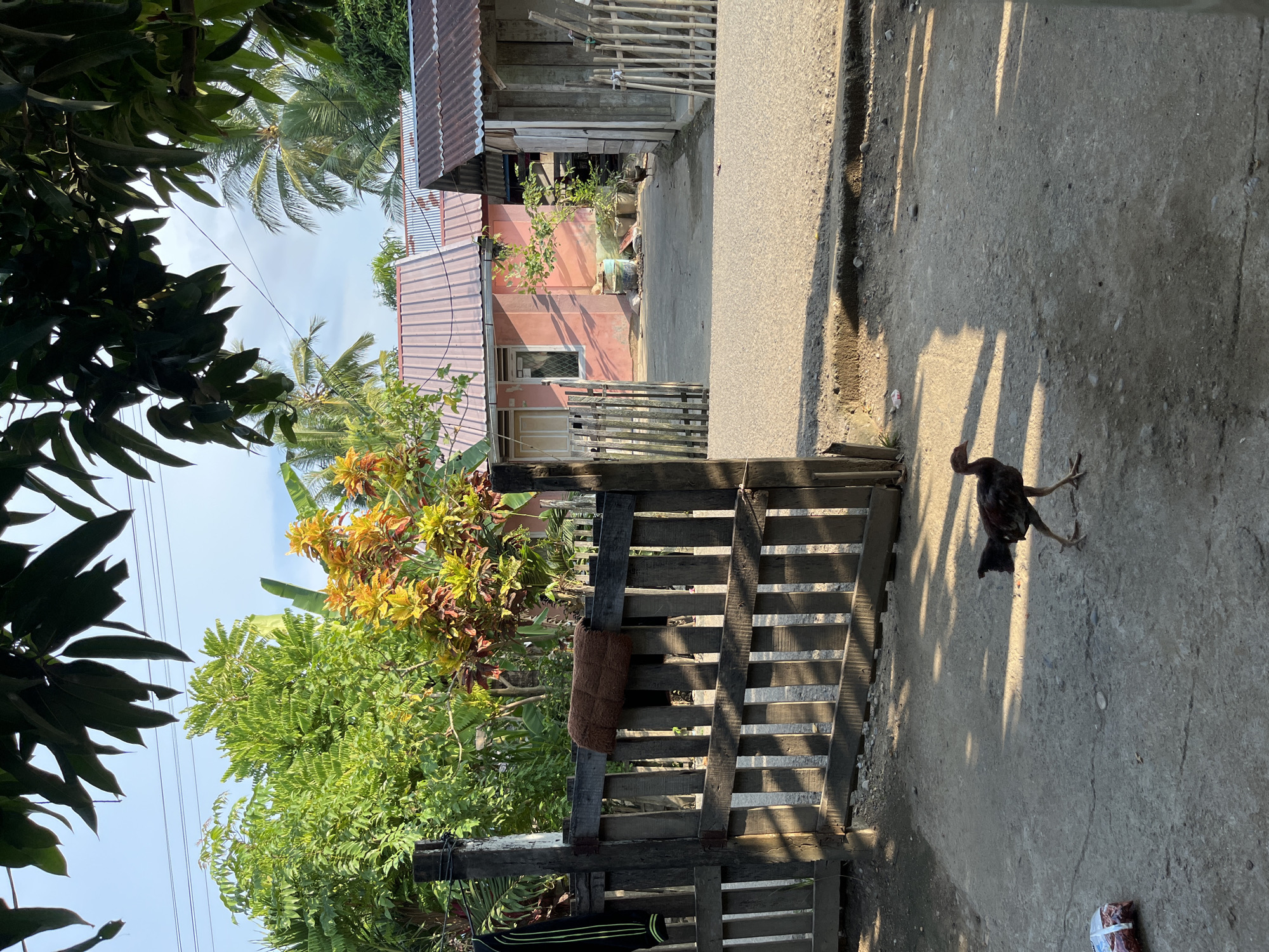 The image depicts a rustic outdoor scene, likely in a rural or semi-rural area of Kruengmate, Indonesia. In the foreground, a young chicken with dark plumage walks across a concrete ground, illuminated by dappled sunlight casting shadows from overhead foliage and a wooden fence. The fence, constructed from weathered wooden planks, is partially open, revealing more of the property beyond. To the left of the fence, a dark-colored garment, possibly a jacket, hangs on a wooden post.
Behind the fence, a pathway leads towards two small structures. The first structure is a single-story house painted a light pink, with a corrugated metal roof. A small tree grows near the front of this house, and several planters and a blue barrel are visible in its vicinity. To the right of the pink house is a simpler, open-sided building with a corrugated metal roof and vertical wooden planks forming one wall. A smaller structure with bamboo fencing stands to the right of this building.
The background is filled with lush green foliage, including palm trees and other leafy vegetation, under a clear blue sky with some wispy clouds. The overall impression is one of a casual, lived-in environment, typical of many Indonesian villages. The lighting suggests it is either early morning or late afternoon.