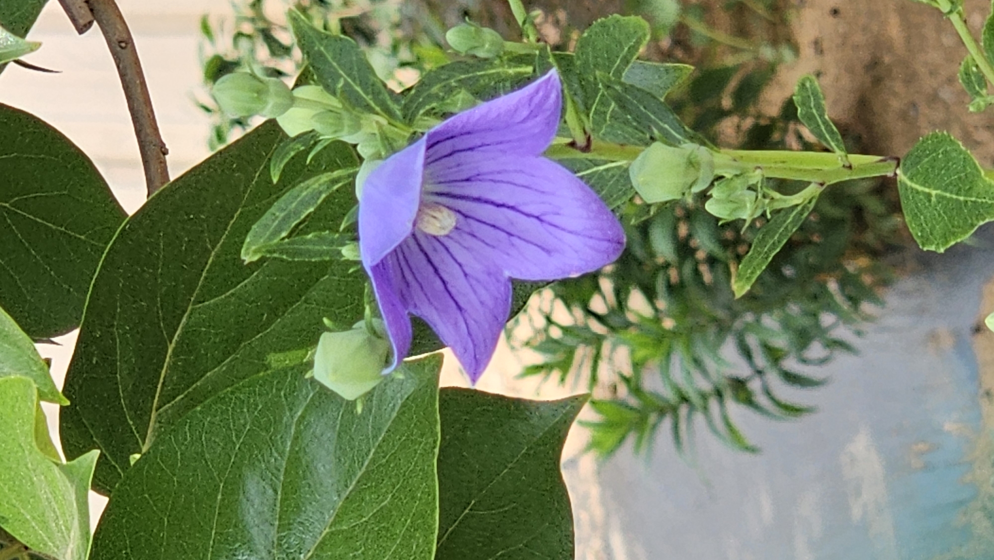A single, purple, bell-shaped flower with dark purple veins is in focus in the foreground of the image. The flower is hanging downwards, with its petals slightly flared open. Several green, unopened buds are visible on the stem, as well as larger green leaves. The background is blurred, showing more greenery and a sandy-colored ground. The image appears to be taken outdoors, likely in a garden or park setting. There are no people or animals visible. The overall impression is of a close-up shot of a plant in bloom.