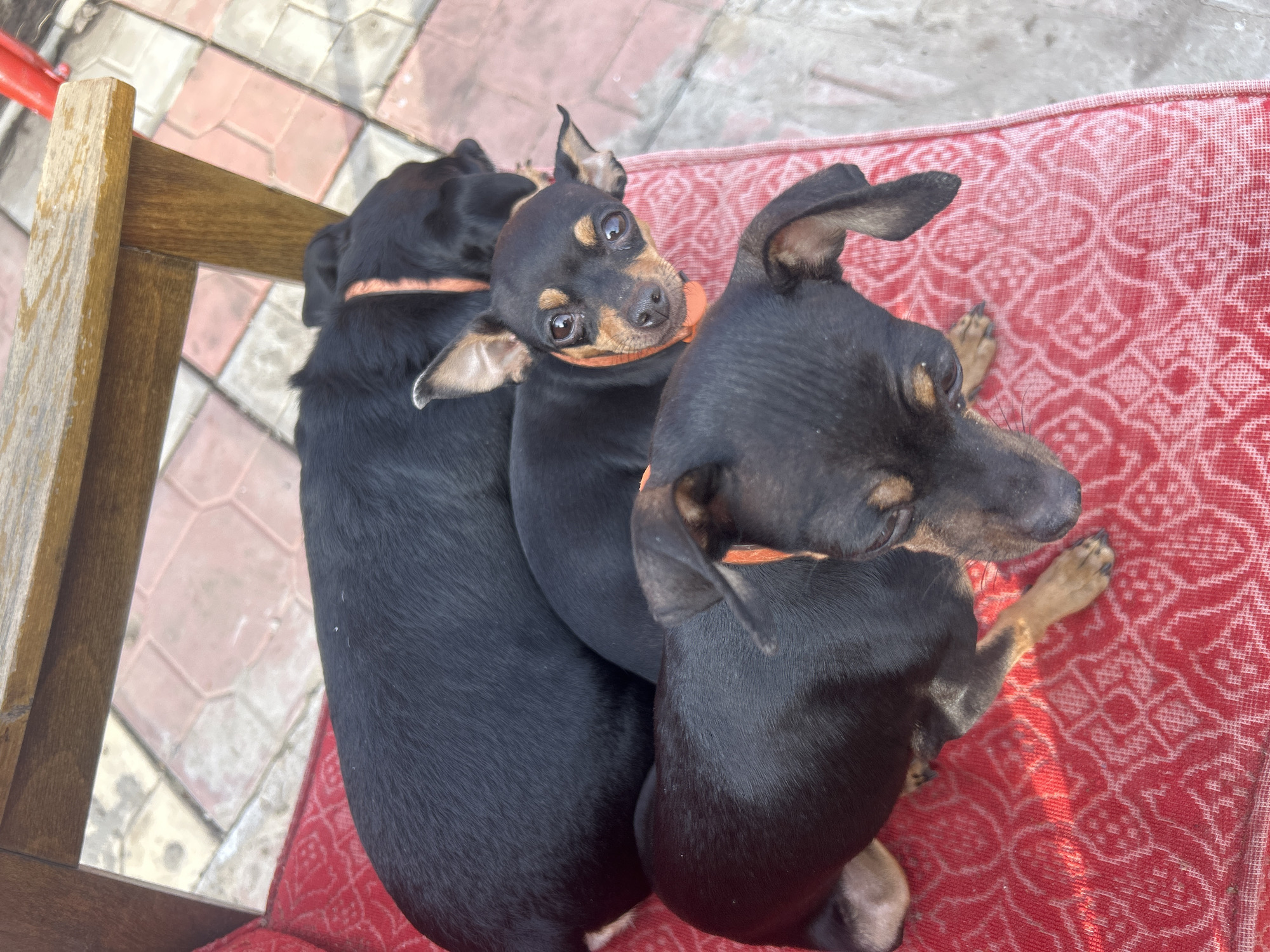 Three black and tan miniature pinscher dogs are huddled together on a red patterned cushion of a chair outdoors. The dogs wear orange collars. A portion of a wooden chair back is visible in the top left corner. The background includes brick paving stones. There is no evidence to confirm the location is in the city of Мещёры, Russia.