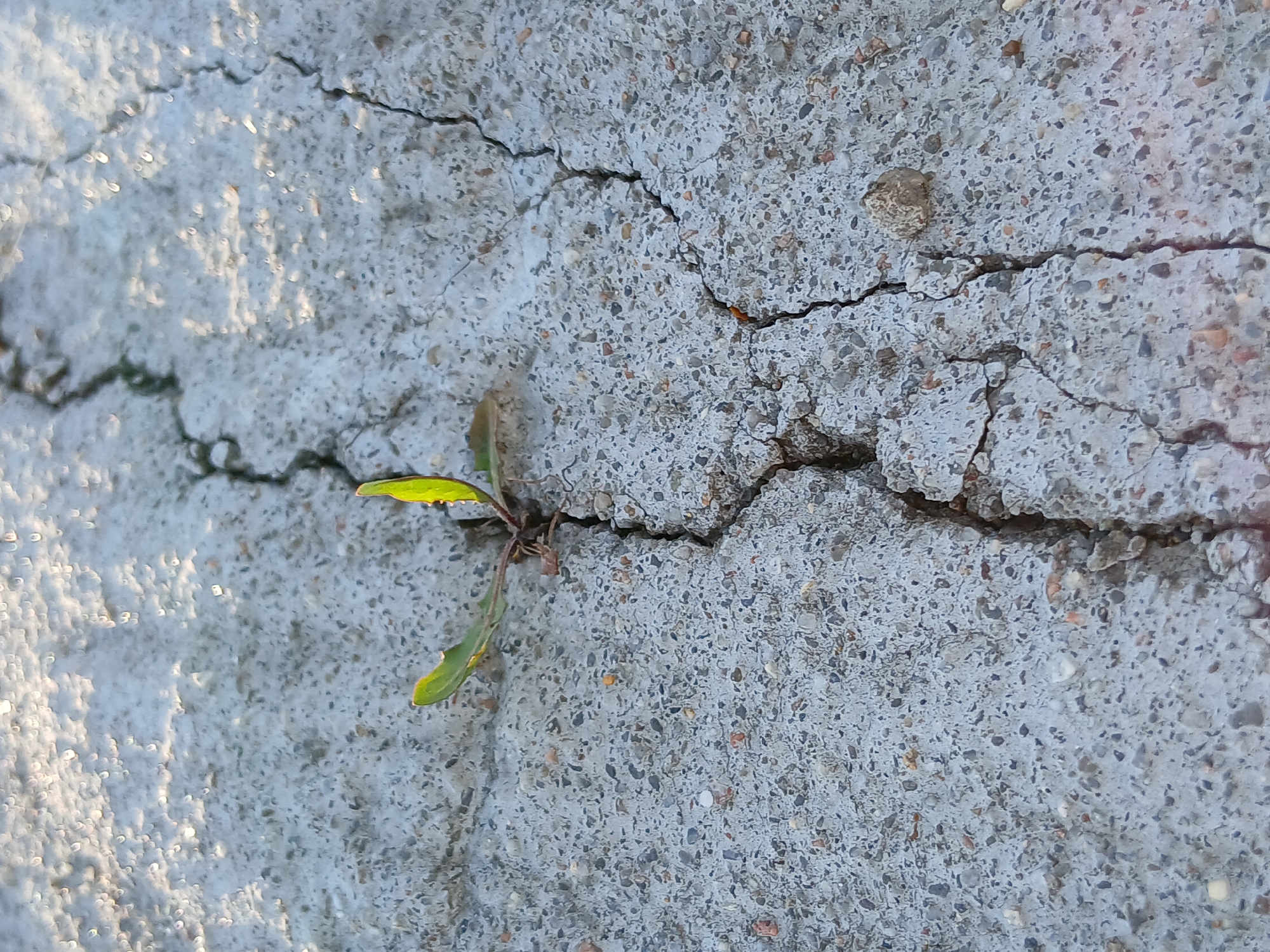 The image shows a close-up view of a cracked concrete surface. A small green plant is growing out of one of the cracks. The surface is gray and textured, with visible pebbles embedded in the concrete. The cracks run in different directions, creating a network of lines across the surface. Part of the surface is in sunlight, while another part is in shadow, this difference in light highlights the texture of the concrete. The location is Chaikovsky, Russia. There are no people in the image.