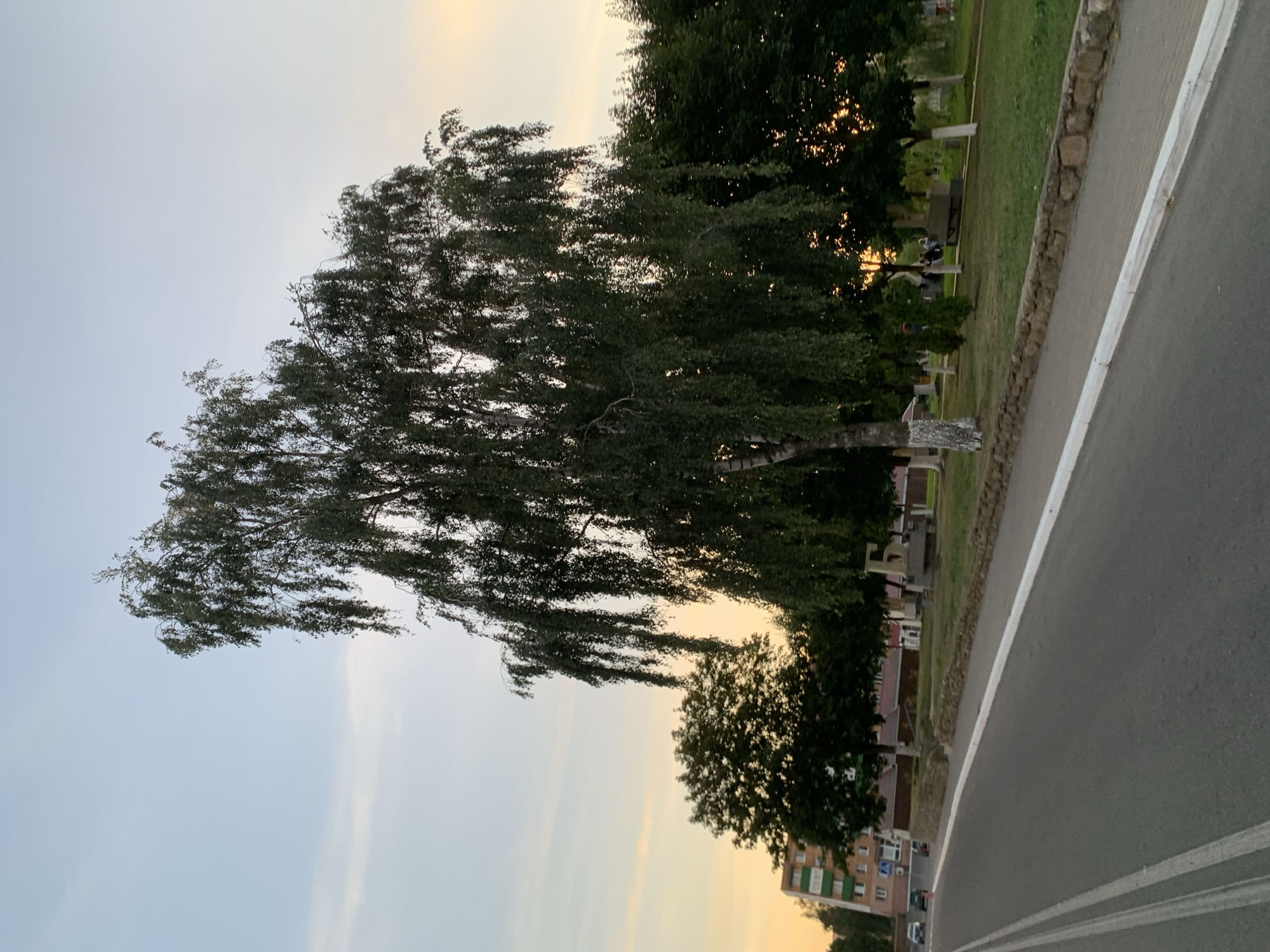 In Kapyĺ, Belarus, a roadside scene unfolds under a pale twilight sky. A prominent weeping birch tree, its trunk whitewashed at the base, dominates the foreground. Its long, pendulous branches hang low, obscuring the view of a paved sidewalk and a stone retaining wall. Beyond the wall, a grassy area is dotted with more trees, some also whitewashed. In the distance, an apartment building with green-trimmed balconies and a few cars parked on the street suggest an urban setting. The road in the foreground is marked with white lines, indicating traffic lanes. The overall atmosphere is serene, with the soft light of dusk casting a gentle glow on the landscape.