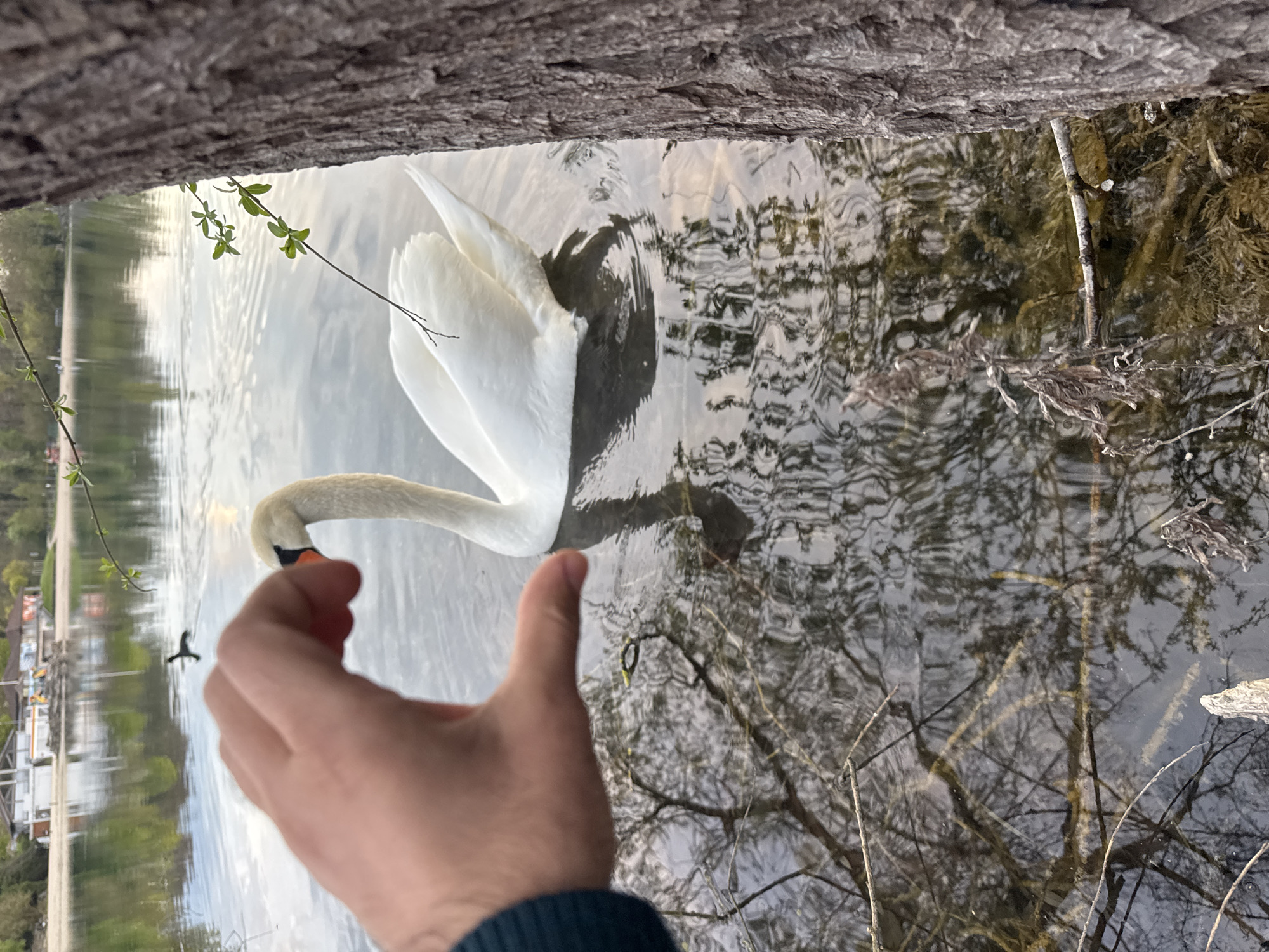 A daytime eye-level photograph shows a white swan in the water with a person's hand giving a thumbs-up in the foreground. The photograph appears to have been taken on the shore of a body of water in Illkirch-Graffenstaden, France. A large tree trunk is visible at the top of the frame. Branches and foliage line the right side of the image. Other buildings and trees are visible on the opposite bank of the water.