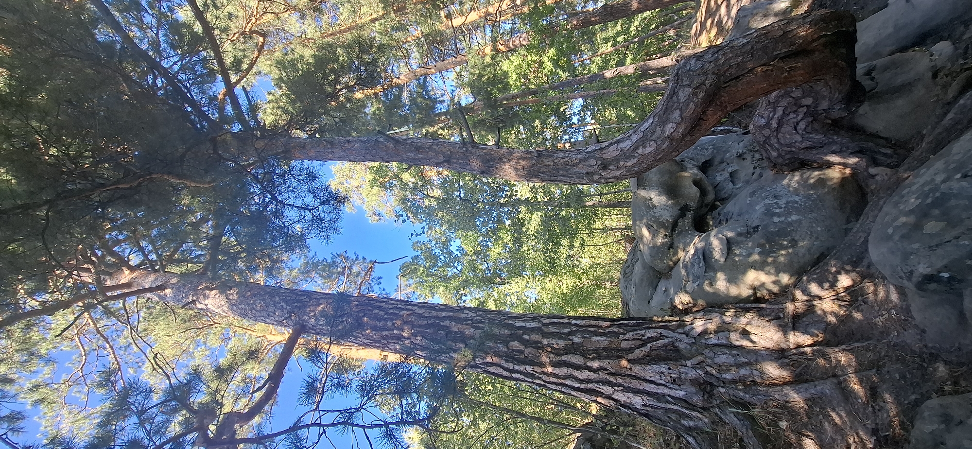 The image depicts a low-angle view of two pine trees with rough, textured bark, growing amidst large, weathered rock formations. Sunlight filters through the dense green foliage and branches of the trees, casting dappled shadows on the rocks and ground. The sky, visible through the canopy, is a clear, bright blue. The scene is set in a natural, wooded environment with other trees and vegetation visible in the background. The location is identified as Peredovoi, Russia. There are no people or animals visible in the image.