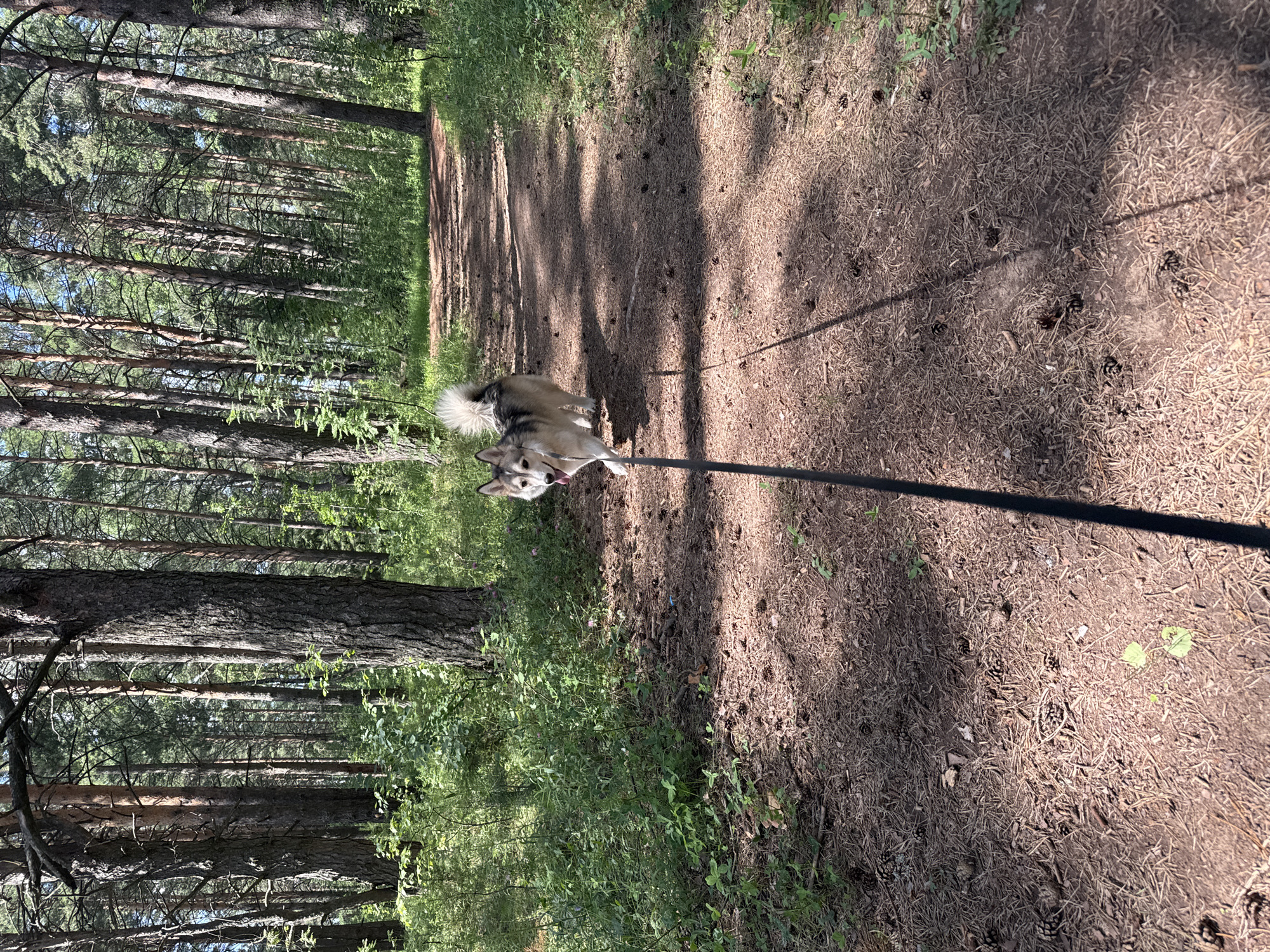 In Прикамский, Russia, a light-colored dog with gray markings and a bushy tail walks on a dirt path in a pine forest. The dog is on a leash, which extends out of frame towards the viewer. The path is lined with pine trees and green undergrowth. Sunlight filters through the trees, casting shadows on the ground, which is covered in pine needles and cones. The sky is visible through the canopy of trees, indicating a clear day.