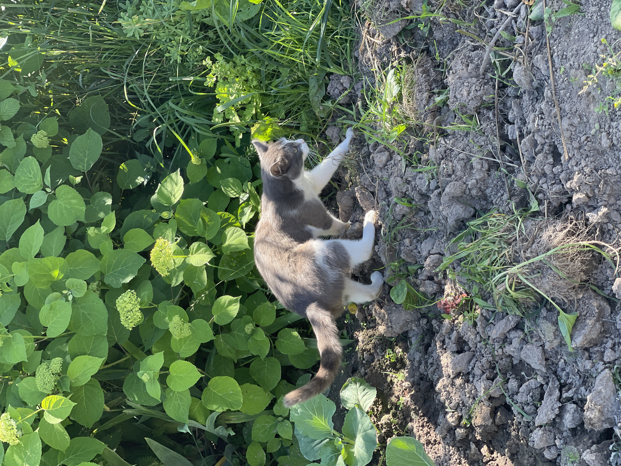 A grey and white cat walks through a garden in the city of Zarechny, Russia. The cat is walking on dark, dry soil littered with small rocks and sparse green grass. In the background, there are lush green plants and leaves, some with small clusters of light green buds. To the left, a large green cabbage plant is visible. The scene is bathed in natural sunlight.