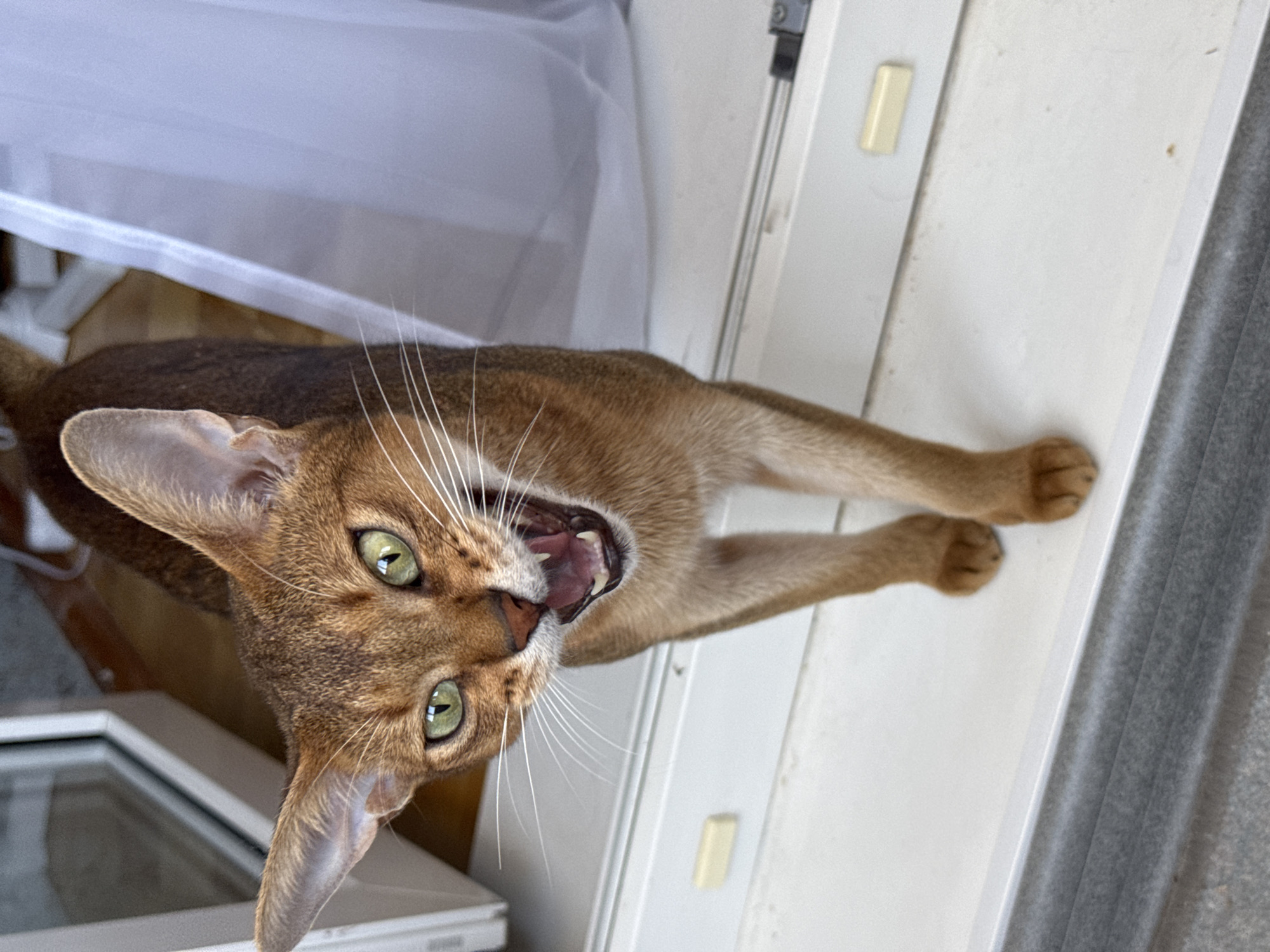 An Abyssinian cat with green eyes and auburn fur is looking directly at the camera with its mouth open, appearing to vocalize or yawn. The cat is standing on a white ledge, possibly a windowsill, with its front paws slightly forward. The background features a white sheer curtain to the right and a window frame and wall to the left. The scene is indoors, with natural light illuminating the cat. The location is not specified in Noviy, Russia.