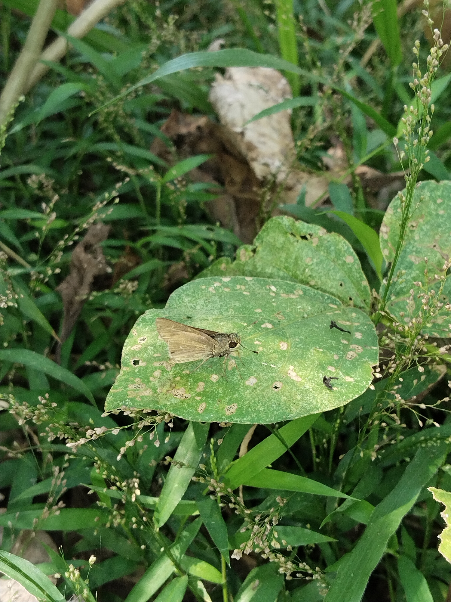 A small, light brown butterfly rests on a large, green leaf in an outdoor environment. The leaf is irregularly shaped and has several small holes and light brown spots. The butterfly is positioned on the right side of the leaf, with its wings closed and angled slightly upwards. Its body is dark and appears to be facing towards the left of the frame. The background is a dense composition of various green plants, including tall, thin blades of grass with small, white flower clusters, and broader leaves. Some dried leaves and branches are visible in the middle ground. The lighting suggests it is daytime, with soft illumination.