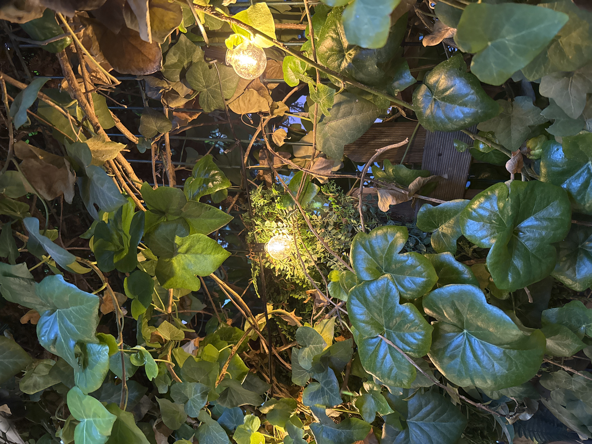 The scene depicts a dense, illuminated wall of green foliage, primarily identified as ivy, within the city of Unknown, Unknown. Two spherical, clear-glass light bulbs, appearing to be part of a string light setup, are visible, emitting a warm, yellowish glow. This artificial light illuminates the surrounding waxy, dark green ivy leaves, creating highlights and shadows. Interspersed among the healthy green leaves are some drier, brownish leaves and numerous intertwining branches and vines. Behind the dense vegetation, a dark metal fence or trellis structure with vertical bars is partially visible. Additionally, sections of dark wooden planks or slats are discernible, suggesting a wooden fence or wall beneath the foliage. The overall lighting indicates a nighttime or low-light environment. No individuals, animals, or other prominent objects are present.