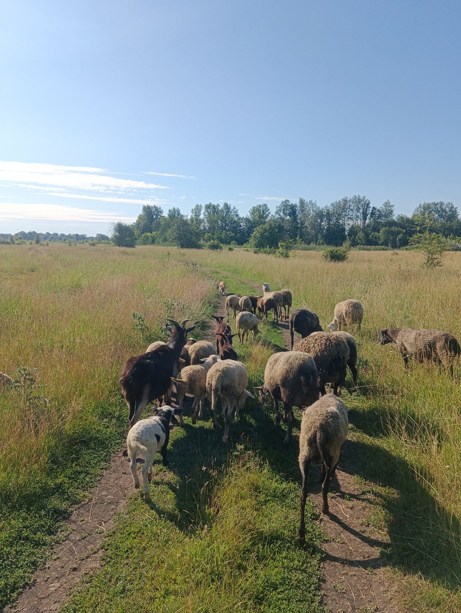 A flock of sheep and one goat are walking along a dirt path through a grassy field under a clear blue sky. The field is bordered by a line of trees in the distance. The sheep are various shades of white and brown, with some having black markings. The goat is dark brown with horns. The scene appears to be in a rural or natural setting.