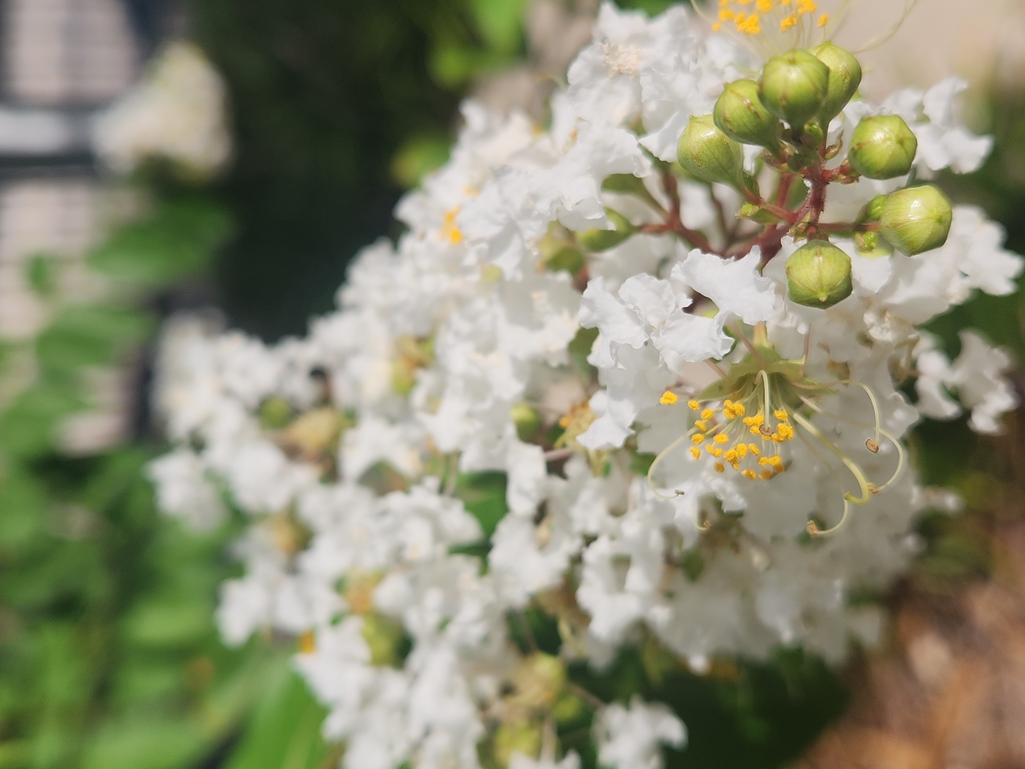 This is a close-up, outdoor, eye-level photograph of white crepe myrtle flowers and buds. The flowers are clustered together and the focus is on the center of the cluster, revealing the delicate white petals and bright yellow stamens of a few blooms. Several green, teardrop-shaped buds are also visible. The background is a blur of green foliage and hints of brown ground cover, suggesting a natural setting. The lighting appears to be natural daylight. There are no people or identifiable structures in the image. The metadata does not contain any specific location information for Altamonte Springs, United States of America.