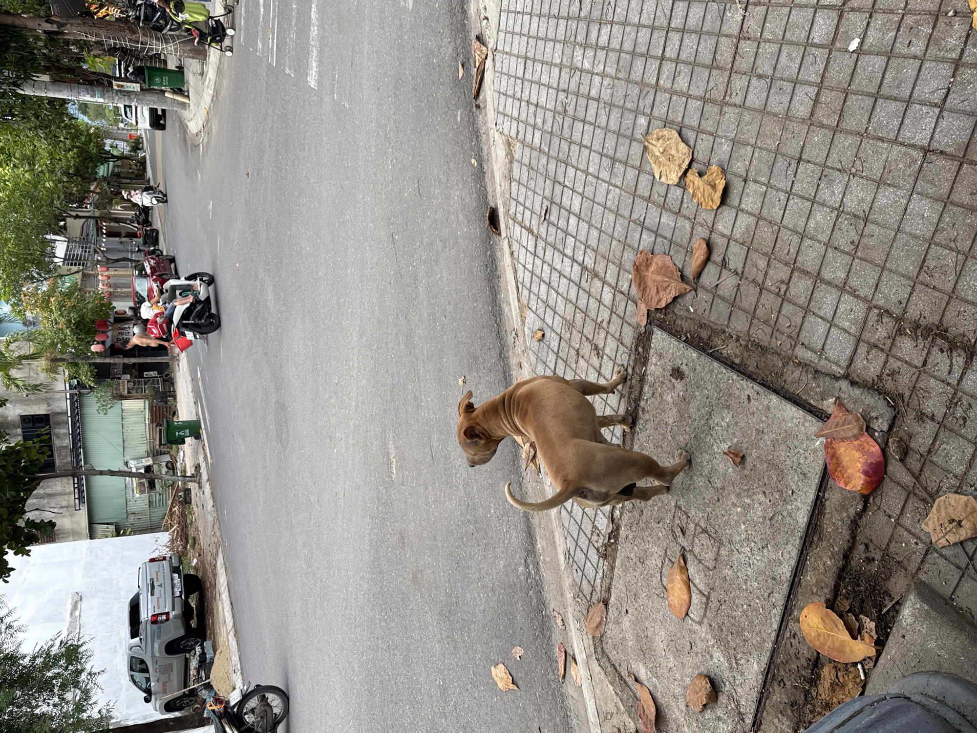 A medium-sized, tan-colored dog stands on a tiled sidewalk next to a street in Da Nang, Vietnam. The dog is facing away from the camera, looking towards the street. Fallen leaves are scattered on the sidewalk and on the edge of the street. In the background, there are buildings, trees, and various vehicles including motorcycles and a white pickup truck. The scene appears to be a typical urban streetscape with moderate pedestrian and vehicle activity.