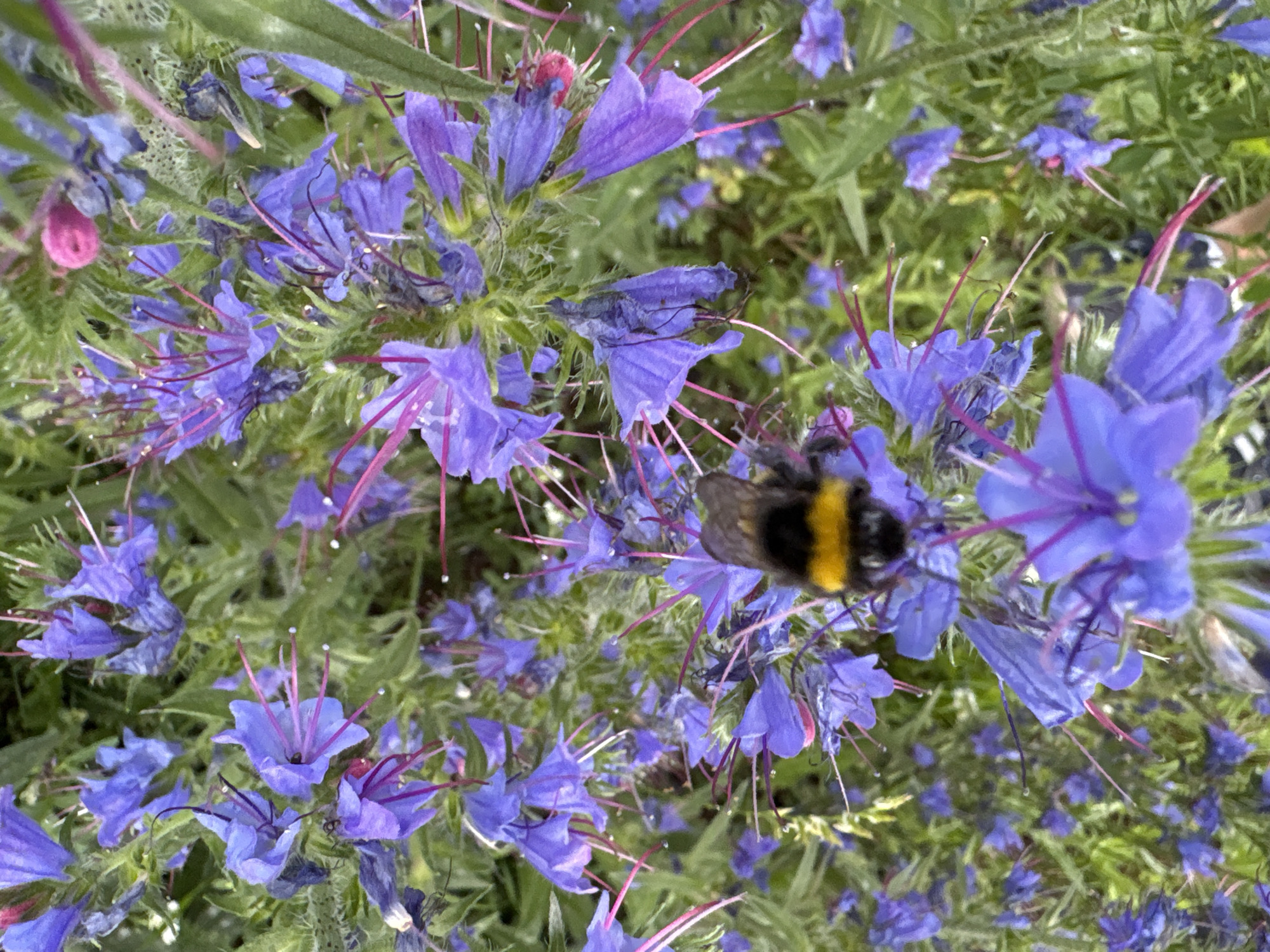This media file is a close-up shot of a bumblebee on a cluster of small, vibrant purple flowers. The flowers have delicate, star-shaped petals and long, thin stamens that protrude from the center. Some of the flowers are in full bloom, while others appear to be buds or have already wilted. The background consists of more of the same flowers and green foliage, suggesting a natural outdoor setting. A single bumblebee, characterized by its fuzzy body and distinctive black and yellow stripes, is the primary subject, positioned in the center-right of the frame, appearing to be pollinating the flowers. The lighting is natural and appears to be from daytime, possibly overcast as there are no strong shadows. The focus is sharp on the bumblebee and the immediate flowers, with the surrounding foliage slightly blurred, creating a sense of depth. There is no visible text in the image. The scene evokes a feeling of nature's activity and the intricate beauty of small-scale ecosystems, potentially in a garden or meadow setting in Марковский, Russia.
