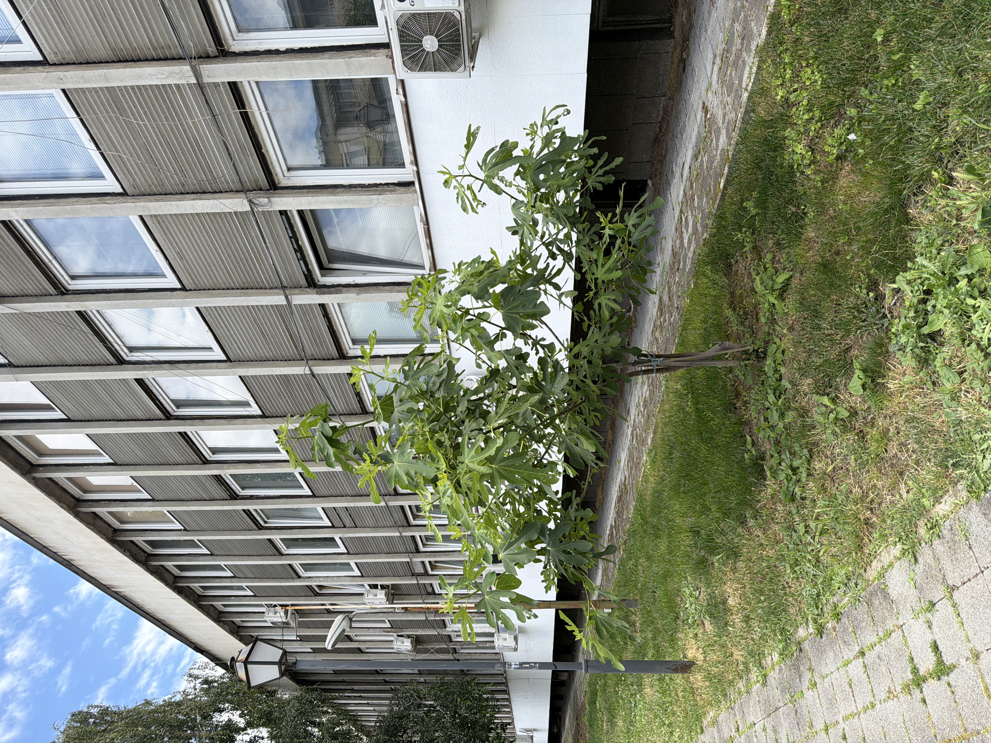 The image shows the exterior of a multi-story building in Pazardzhik, Bulgaria. The building has a facade composed of alternating vertical concrete columns and horizontal ribbed panels, with numerous windows. In front of the building, there is a paved walkway next to a grassy area where a small, leafy tree is planted. A lamppost with a single lantern stands near the walkway. The sky above is blue with scattered clouds. Air conditioning units are visible mounted on the building's exterior. The scene appears to be an outdoor, daytime setting.
