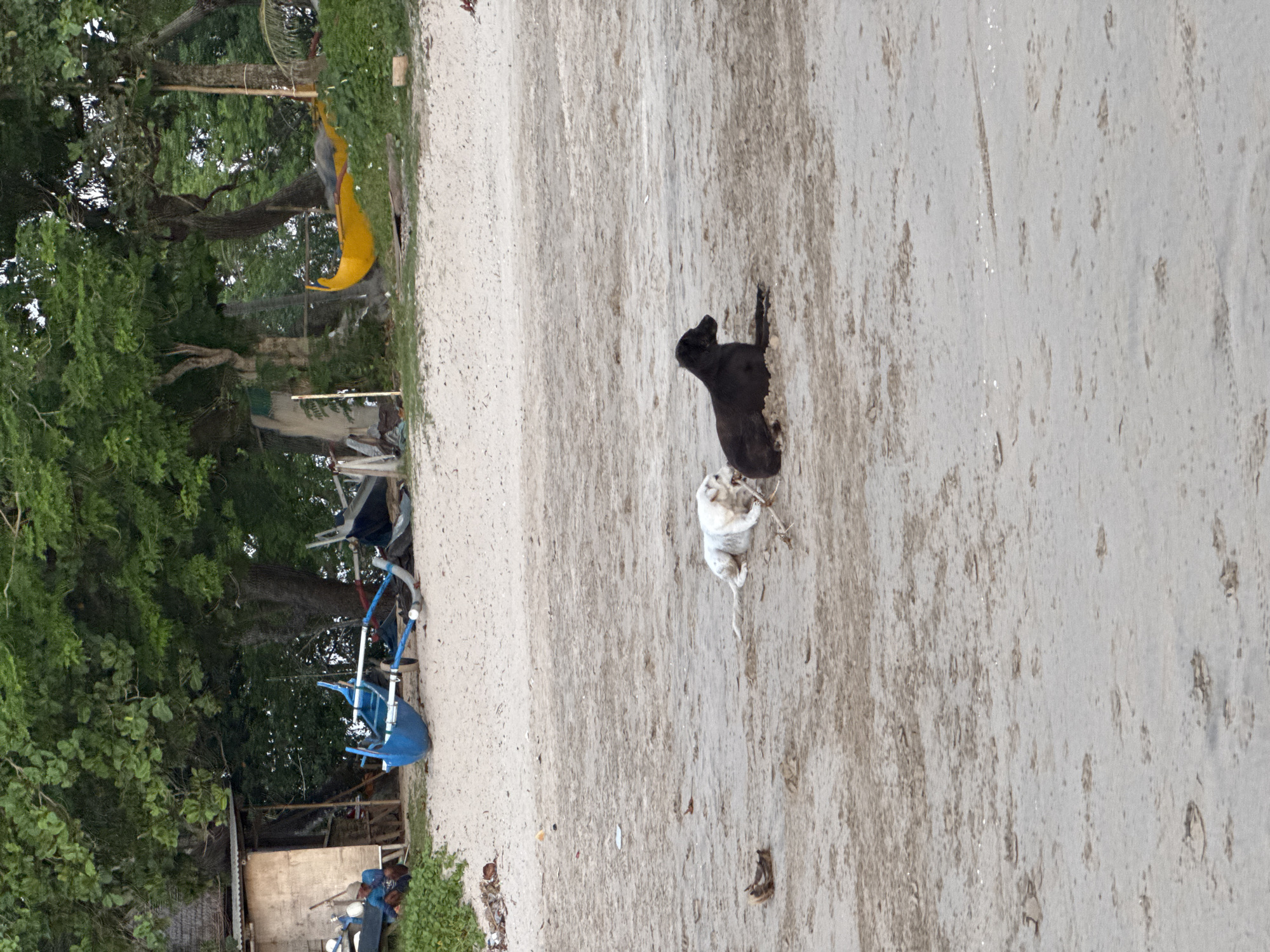 The image shows a sandy beach in Kuta Selatan, Indonesia. Two dogs, one black and one white, are interacting in the center of the frame. The background includes vegetation, trees, and glimpses of structures like boats and a yellow object.
