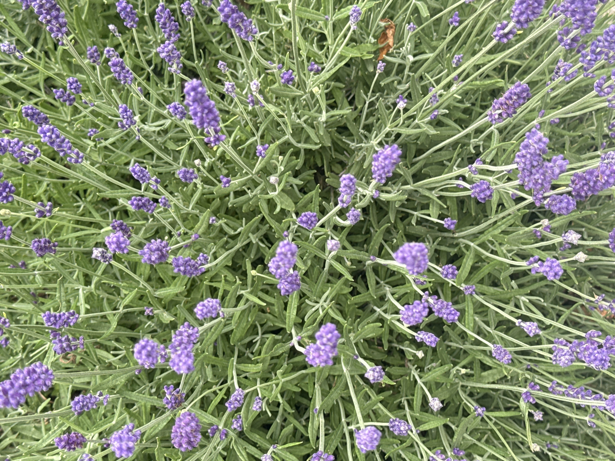 A close-up, overhead shot of lavender plants in full bloom showcases numerous slender stalks topped with clusters of small, vibrant purple flowers. The greenery of the leaves and stems provides a dense backdrop, with some stalks arching and others standing upright. The image is taken outdoors, likely in a garden or natural setting, given the subject matter. There are no people or animals visible in the frame. The lighting suggests it is daytime. The image does not contain any elements that definitively place it in Oberflachs, Switzerland, or any other specific urban location, beyond the generic visual cues of cultivated plants.