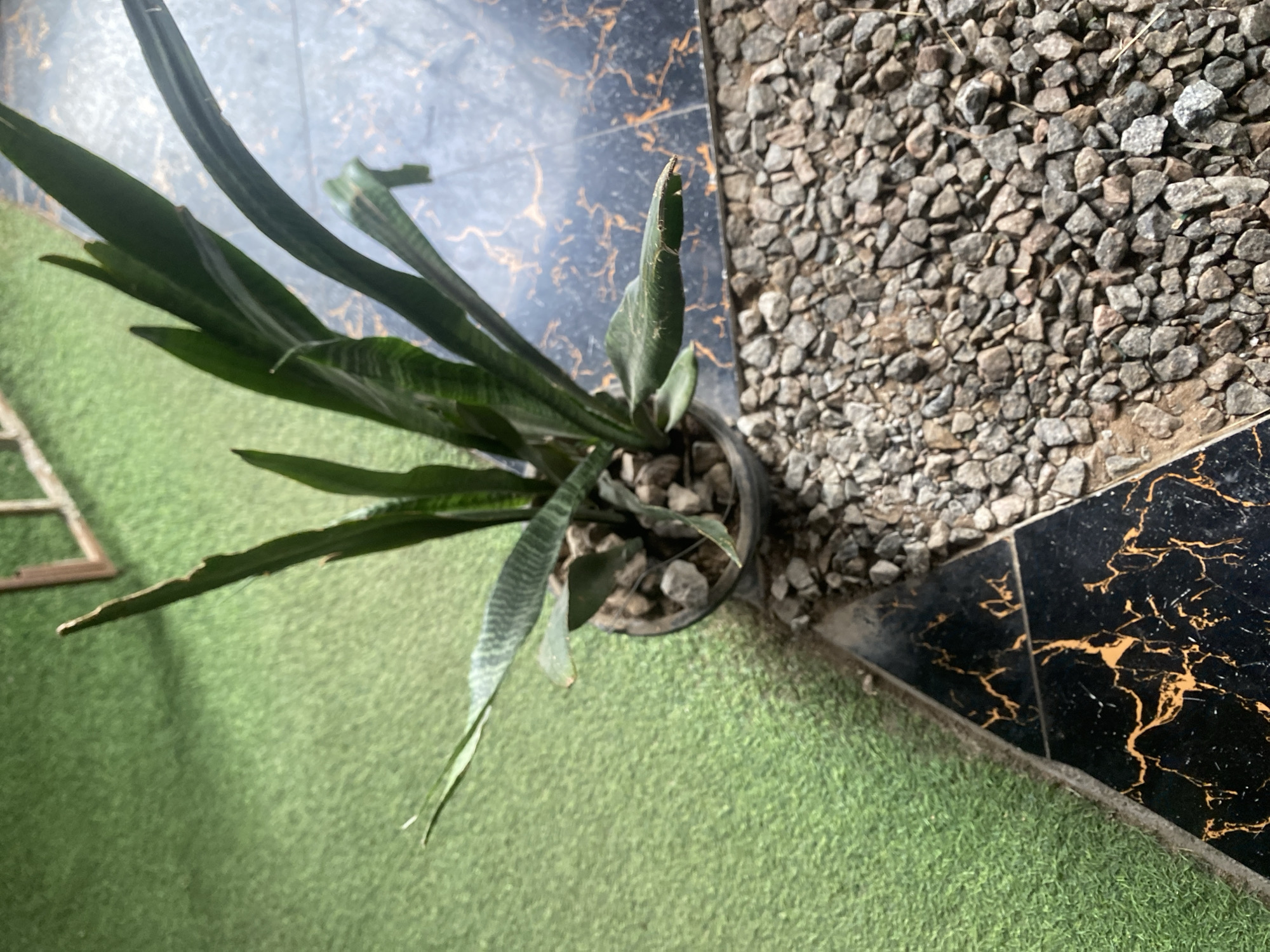 The image shows a potted snake plant on a textured surface. The plant has long, green, sword-like leaves with some lighter green variegation. It is in a dark pot filled with small grey stones. The background consists of two distinct surfaces: a patch of green artificial turf on the left and a darker, patterned surface on the right. This darker surface appears to be tiled, with a black base and thin, irregular gold or orange lines running through it, resembling marble. Next to the patterned tiles is a section covered in small, grey, angular pebbles.
The scene appears to be outdoors, possibly in a garden or patio area, given the presence of artificial turf and pebbles. The lighting suggests it is daytime, with shadows indicating sunlight. The overall impression is of a decorative planting in an outdoor setting. There are no people visible, and the focus is solely on the plant and its immediate surroundings. The location context of Jalingo, Nigeria, does not provide specific visual cues that can be definitively identified in the image itself, but it sets the general geographical context for the scene.