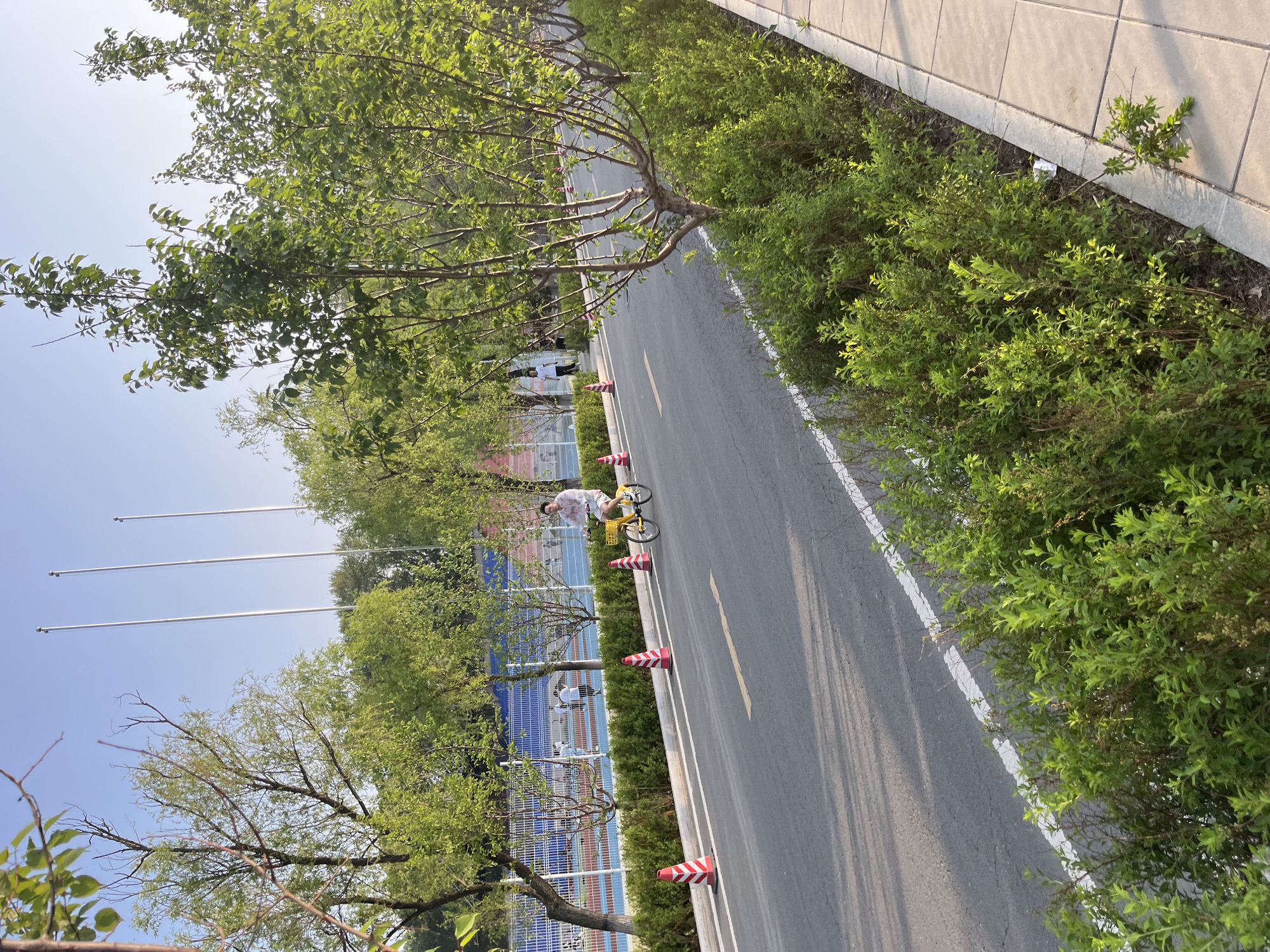 The image shows a street scene in Changchun City, China, with a person riding a yellow bicycle on a paved road marked with a yellow stripe down the center. The road is lined with trees and trimmed green bushes on both sides. Red and white striped traffic cones are spaced along the road. To the left of the road is a fenced area, possibly a sports field or park. In the background, three metal poles, likely flagpoles, stand tall. The weather appears sunny and clear. The time of day is likely late afternoon.