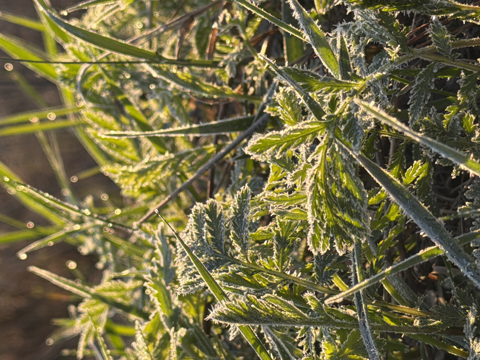 The image depicts a close-up view of green grass and foliage, likely in a natural setting. The vegetation is covered with frost or dew, giving it a shimmering appearance. The background is blurred, suggesting a shallow depth of field. There is no indication in the image that it is located in the city of Izhevsk, Russia. There are no people, subjects, or actions visible. The environment is natural and potentially rural.
